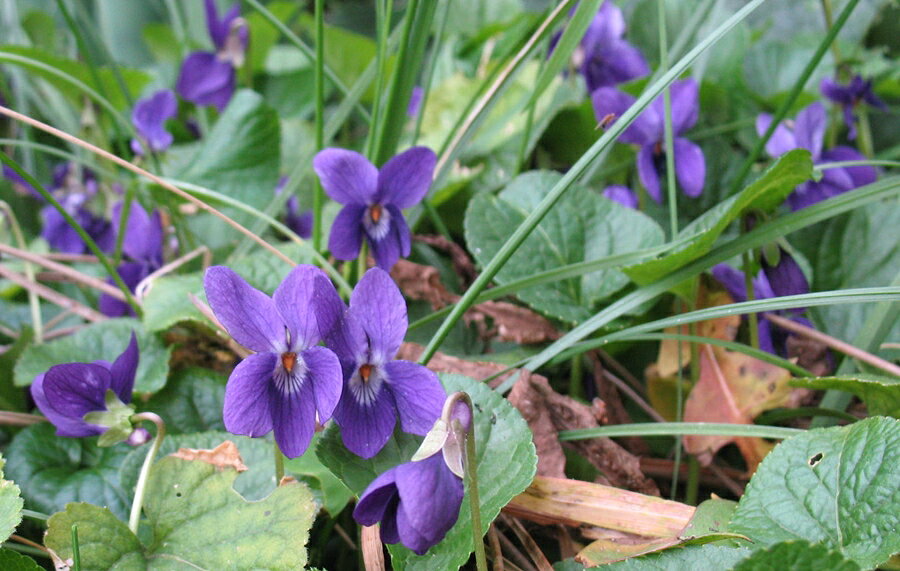 Viola odorata/Sweet Violet 分類：スミレ科スミレ属/耐寒性多年草 学名：Viola odorata　/　英名：sweet violet 別名：ニオイスミレ 冬から早春にかけて可憐なお花を咲かせます。 日差しの強くない半日陰の環境を好みます。 花後に株元から伸びるランナーで少しずつ横に広がります。 紀元前320年ごろにはすでにギリシャなどで栽培され、 アテネを象徴する花とされました。 【場所】 鉢植えは、冬の間はできるだけ日当たりの良い場所で管理するといいでしょう。花付きがよくなります。暑さにはあまり強くないので夏は直射日光の当たる場所は避け、半日陰で管理するといいでしょう お庭に植える場合は、落葉樹などの木の近くなど冬に日が当たり、夏の強い日差しが裂けられる場所がいいです。 ハーブ苗・宿根草は多肥を嫌うものが多いですが、植え付け時やお花が終わった後に肥料を適量施すと効果的です。 ハーブ苗・宿根草の肥料としては”バイオゴールドオリジナル（天然有機肥料）900g”が使いやすく、おすすめです。ハーブ苗・宿根草と同梱できます。※画像はハーブ苗のイメージです。お届けする商品ではありません。 お届けします苗は販売用のポットに入れていますので、できるだけ早めにお手持ちの植木鉢かお庭に植えつけることをお勧め致します。植え付ける際は根を痛めないようにお気をつけ下さい。鉢植えの場合の植え付け後の管理の仕方をご紹介いたしますので、参考にしてみてください。植付けの仕方や育て方、利用法などご不明な点がございましたら、お気軽にお問い合わせ下さい。 鉢植えの管理について 植え付けしたあと4〜5日は直射日光のあたらない涼しいところに置いて、毎朝水やりをしてください。その後は、日当たりのよいところに置いて、土が乾いて、葉が萎えてきたら、鉢の底から流れ出るくらい水をたっぷりあげてください。 葉の色が薄くなってきたら肥料分が少なくなってきているサインですので、肥料をあげてください。 ハーブは比較的、乾燥気味を好みますので、水のやりすぎに注意してください。 花が開いているときは、花にかからないよう根元に 花に水がかかってしまうと、花の寿命が短くなります。つぼみのまま腐ったり、灰色カビ病の原因になることもありますから。なんとなく見覚えのあるという人もいるのではないでしょうか？ 大きな葉ものは、水が根元まで届いているかな？ 葉の大きいものやよく茂っているときは、葉を伝って水が外に流れるので、株の上からかけないで、ジョウロの口をはずして根元にあげてください。 受け皿にたまった水は根腐れの原因！ 受け皿に水がたまっていると、毛細管現象で水が鉢の中にあがってきます。長時間土が湿っていると、根腐れを起こす原因になります。受け皿の水は捨ててください。 葉水は霧吹きで 乾燥を嫌う植物には、霧吹きで葉水を与えます。そうでないものでも、暖房などで部屋が乾燥していたら、霧水をしてあげて空中湿度を高めます。