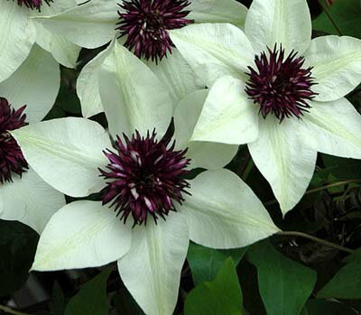 クレマチス 'テッセン' 系統：フロリダ系 4.5号ロングポット