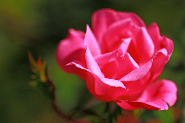 ときめき（大苗予約）7号鉢植え バラ苗 四季咲き中輪房咲き系（フロリバンダローズ）