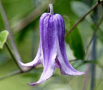 クレマチス ’ウォーカーズ・ブルース’ 系統：テキシンセス、ビオルナ系 12cmポット