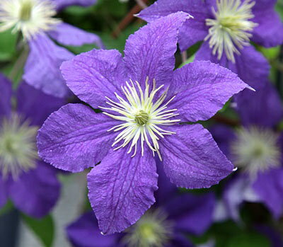 クレマチス ’ウィズリー’ 系統：ビチセラ系 12cmポット