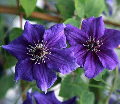 Rakuten - クレマチス ’夜明け前’ 系統：フロリダ系 　6号鉢植え　トレリス仕立て