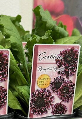 Scabiosa ‘Beaujolais Bonnets’ 学名：Scabiosa 科名：スイカズラ科マツムシソウ属 / 耐寒性 花期：9月中旬から10月、4月〜6月 草丈：60cm 日照：日向 素敵な花色とユニークな花姿でたくさんの花を咲かせます。 風に揺れて咲く姿は、とても雰囲気が良く独特の風情が感じられます。 花径が長いので切り花としても利用できます。 ＜育て方について＞ 用土：水はけのよい土 水やり：表土が乾いたら適度に与える（高温多湿に注意） 肥料：植え付け時に緩効性肥料を施します。 ハーブ苗・宿根草は多肥を嫌うものが多いですが、植え付け時やお花が終わった後に肥料を適量施すと効果的です。 ハーブ苗・宿根草の肥料としては”バイオゴールドオリジナル（天然有機肥料）900g ”が使いやすく、おすすめです。ハーブ苗・宿根草と同梱できます。※画像は苗のイメージです。お届けする商品ではありません。 お届けします苗は販売用のポットに入れていますので、できるだけ早めにお手持ちの植木鉢かお庭に植えつけることをお勧め致します。植え付ける際は根を痛めないようにお気をつけ下さい。鉢植えの場合の植え付け後の管理の仕方をご紹介いたしますので、参考にしてみてください。植付けの仕方や育て方、利用法などご不明な点がございましたら、お気軽にお問い合わせ下さい。 鉢植えの管理について 植え付けしたあと4〜5日は直射日光のあたらない涼しいところに置いて、毎朝水やりをしてください。その後は、日当たりのよいところに置いて、土が乾いて、葉が萎えてきたら、鉢の底から流れ出るくらい水をたっぷりあげてください。 葉の色が薄くなってきたら肥料分が少なくなってきているサインですので、肥料をあげてください。 ハーブは比較的、乾燥気味を好みますので、水のやりすぎに注意してください。 花が開いているときは、花にかからないよう根元に 花に水がかかってしまうと、花の寿命が短くなります。つぼみのまま腐ったり、灰色カビ病の原因になることもありますから。なんとなく見覚えのあるという人もいるのではないでしょうか？ 大きな葉ものは、水が根元まで届いているかな？ 葉の大きいものやよく茂っているときは、葉を伝って水が外に流れるので、株の上からかけないで、ジョウロの口をはずして根元にあげてください。 受け皿にたまった水は根腐れの原因！ 受け皿に水がたまっていると、毛細管現象で水が鉢の中にあがってきます。長時間土が湿っていると、根腐れを起こす原因になります。受け皿の水は捨ててください。 葉水は霧吹きで 乾燥を嫌う植物には、霧吹きで葉水を与えます。そうでないものでも、暖房などで部屋が乾燥していたら、霧水をしてあげて空中湿度を高めます。