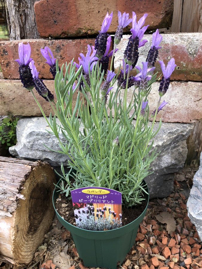ストエカスラベンダー　マドリッドシリーズ　’ビーブリリアント’　フレンチラベンダー　ハーブ苗　5号ス ...