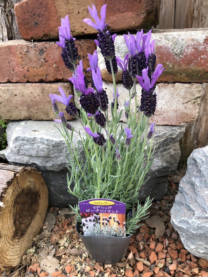 ストエカスラベンダー　マドリッドシリーズ　’ビーブリリアント’　フレンチラベンダー　ハーブ苗　10. ...