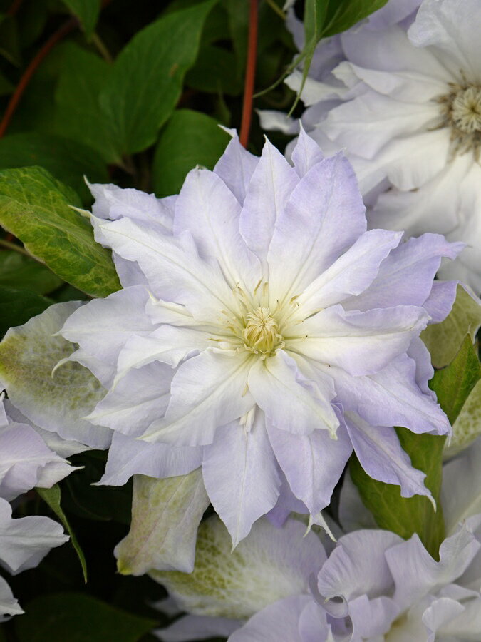 クレマチス 'カルセドニー’　系統：パテンス系　12cmポット