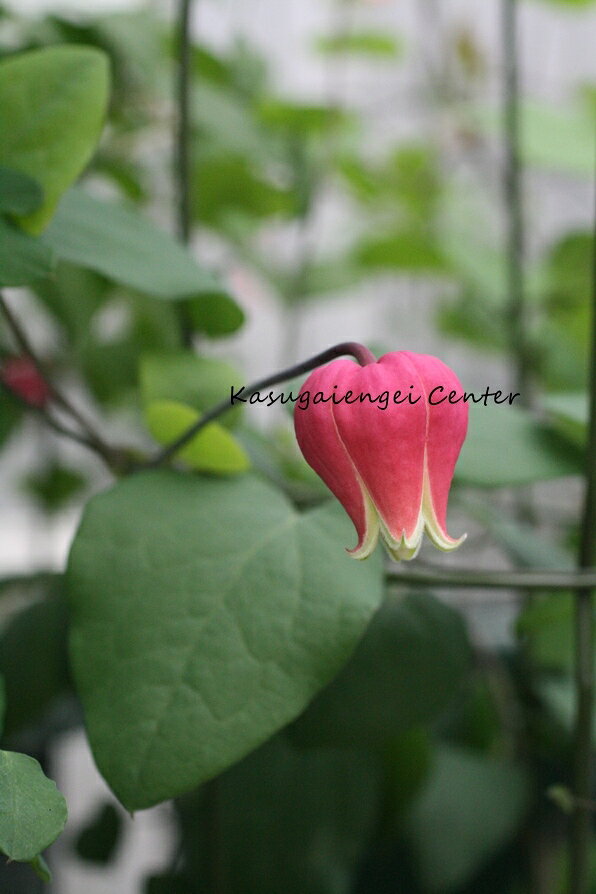 C. ’Cherry Bon Bon’ 花期：5~10月 花径：1.5~2.2cm 花長：2.5~2.8cm 草丈：0.5~1.1m 剪定：強 ヴィオルナ系の品種。 伸びたつるに明赤紫色の可愛らしいつぼ形の花をつけます。 多花性で四季咲き性のある品種。 冬は地上部が枯れて休眠します。 庭植え、コンテナ向き 《剪定》 花後：地際から1から3節残して剪定。 冬(休眠期)：地際で剪定。 【ヴィオルナ系】 クリスパ、フスカ、ピッチャリ、レテキュラータ、テキシンセス、ヴィオルナなどやそれに由来する栽培品種。 今年伸びたつるに春遅くから秋にかけて開花します。 花はつぼ形かベル形で花径1.5〜5cm。 耐暑性・耐寒性に富み日当たりの良い場所を好みます。 冬地上部が枯れます。 年々花数が増え、つるも良く伸びます。 クレマチスの肥料としては”バイオゴールドオリジナル（天然有機肥料）900g”が使いやすく、おすすめです。クレマチスと同梱できます。 ※この商品は9月下旬〜10月頃お届け予定の予約苗です。現在庫はありません。 予約苗はキャンセルできませんのでご了承ください。 また、生育状況などにより商品を確保できない場合もございます。 御理解の程、お願い申し上げます。 ※お届け日の指定はできません。 クレマチスは一箱に9本まで入ります。2本以上でのお申し込みがお得です。 ※予約苗の場合はシステムの都合上、一回のご注文では1品種しか指定できないようになっています。 お手数ですが、1品種ごとにご注文ください。 2鉢以上のご注文の場合はご注文が確定する2月頃にこちらで取りまとめて重複する送料を調整いたします。◆クレマチスの楽しみ方◆ 《鉢植えの場合》 鉢は深いものにしましょう。 クレマチスの根は、縦に深く伸びる性質があり、また植え付けの時に深植えにするので鉢は深めのものがおすすめです。1〜2節深植えにするのがポイントです。植え替えは1〜2回り大きいものにし、最終的には8〜10号（直径24〜30cm）までがいいでしょう。 土は市販のものが便利です。 培養土はクレマチス専用土が便利です。草花用の土でも大丈夫です。 水やりは乾いたらたっぷり与えましょう 鉢栽培では乾いたらたっぷりが基本です。クレマチスは特に水を欲しがります。鉢底から流れ出るくらいたっぷり与えるといいでしょう。開花直前に水を切らすときれいに咲かないので注意しましょう。受け皿は根腐れの原因になるのでお勧めできません。 クレマチスは肥料が大好きです。 クレマチスを綺麗に咲かせるためには肥料が欠かせません。特に二番花、三番花を咲かせるときは肥料を十分に施します。切って咲かせるタイプ（新枝咲き・新旧両枝咲き）は12〜1月に元肥を施し、10月くらいまで2ヶ月に一度施すといいでしょう。伸ばして咲かせるタイプ（旧枝咲き）は12〜1月に元肥を施し、花後にお礼肥を与えるといいでしょう。 《お庭で楽しむ場合》 庭植えにするとクレマチス本来のパフォーマンスを発揮します。お庭がある方には庭植えがおすすめです。ただし、移植は嫌うので植え付け場所は慎重に選びましょう。 クレマチスは日当たり、風通し、水はけのよい場所を好みます。ただ、株元に光が当たるのは苦手です。その場合は株元に根が浅く広がるような草花を植え付けたりするといいでしょう。 庭植えする苗は三年生苗か開花株がおすすめです。2〜3節深植えするのがポイントです。 植え付け適期は11月から3月です。 特に11〜12月の植え付けが、根が張りやすくおすすめです。 真冬は避けた方がいいでしょう。 植え付け方 1.植穴は直径40〜50cm。根が深く伸びるので、できれば深さ50cmほど掘るといいでしょう。 2.堀上げた土に、堀上げた土の3割程度の堆肥（完熟腐葉土や牛糞）と元肥を適量加えよく混ぜ合わせます。 3.2の土の1/3程度を埋め戻し、穴の中の土の中央を高くします。 4.植え付ける根の状態を確認し、根の全体を広げるように丁寧にほぐします。茎と根の付け根付近は折れやすいので気を付けましょう。 5.根を広げ2〜3節深植えになるように植え付けます。 6.最後につるを同一方向の斜め上に誘引して結束します。