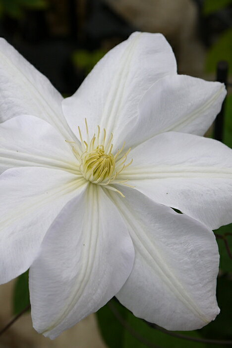 C. ’Madame Le Coultre’ 花期：5〜10月 花径：15〜18cm 草丈：2〜3m 花色：純白（中心が淡く藤色を帯びることも） 剪定：中 ラヌギノーサ系（遅咲き大輪系）の品種。 純白の大輪が気品たっぷりに咲くラヌギノーサ系の名花。 花向きが上向きなので、オベリスクの外側に自然に花が並びます。 つるを横方向に軽く誘引すると、花数が増える。 オベリスク・アーチ・フェンスのいずれも美しく、特に「縦にふわっと広がる仕立て」が映えます。 【ラヌギノーサ系】 ラヌギノーサ系は、春に大きく美しい花を咲かせる早咲き大輪のクレマチスで、園芸品種の中でも特に人気の高い系統です。 最大の特徴は、前年に伸びた枝（旧枝）に春の一番花が咲く「旧枝咲き」であることです。 そのため冬に強く切り戻してしまうと花が減ってしまい、基本的には弱剪定で枝を残しながら育てます。 多くの品種が四季咲き性を持ち、春・夏・秋と長く花を楽しめるのも魅力です。 春と秋は大輪で、夏はやや小さめの花になります。 花形は剣弁や丸弁など端正で上品なものが多く、青紫・赤紫・白など落ち着いた色合いが中心で、庭の他の植物とも調和しやすい性質があります。 草丈は1〜2mほどと扱いやすく、鉢植えや小型のオベリスク、フェンスにも向いています。 病気にも比較的強く、深植えをして根を安定させれば、初心者でも育てやすい系統です。 クレマチスの肥料としては”バイオゴールドオリジナル（天然有機肥料）900g”が使いやすく、おすすめです。クレマチスと同梱できます。 ※この商品は9月下旬〜10月頃お届け予定の予約苗です。現在庫はありません。 予約苗はキャンセルできませんのでご了承ください。 また、生育状況などにより商品を確保できない場合もございます。 御理解の程、お願い申し上げます。 ※お届け日の指定はできません。 クレマチスは一箱に9本まで入ります。2本以上でのお申し込みがお得です。 ※予約苗の場合はシステムの都合上、一回のご注文では1品種しか指定できないようになっています。 お手数ですが、1品種ごとにご注文ください。 2鉢以上のご注文の場合はご注文が確定する2月頃にこちらで取りまとめて重複する送料を調整いたします。◆クレマチスの楽しみ方◆ 《鉢植えの場合》 鉢は深いものにしましょう。 クレマチスの根は、縦に深く伸びる性質があり、また植え付けの時に深植えにするので鉢は深めのものがおすすめです。1〜2節深植えにするのがポイントです。植え替えは1〜2回り大きいものにし、最終的には8〜10号（直径24〜30cm）までがいいでしょう。 土は市販のものが便利です。 培養土はクレマチス専用土が便利です。草花用の土でも大丈夫です。 水やりは乾いたらたっぷり与えましょう 鉢栽培では乾いたらたっぷりが基本です。クレマチスは特に水を欲しがります。鉢底から流れ出るくらいたっぷり与えるといいでしょう。開花直前に水を切らすときれいに咲かないので注意しましょう。受け皿は根腐れの原因になるのでお勧めできません。 クレマチスは肥料が大好きです。 クレマチスを綺麗に咲かせるためには肥料が欠かせません。特に二番花、三番花を咲かせるときは肥料を十分に施します。切って咲かせるタイプ（新枝咲き・新旧両枝咲き）は12〜1月に元肥を施し、10月くらいまで2ヶ月に一度施すといいでしょう。伸ばして咲かせるタイプ（旧枝咲き）は12〜1月に元肥を施し、花後にお礼肥を与えるといいでしょう。 《お庭で楽しむ場合》 庭植えにするとクレマチス本来のパフォーマンスを発揮します。お庭がある方には庭植えがおすすめです。ただし、移植は嫌うので植え付け場所は慎重に選びましょう。 クレマチスは日当たり、風通し、水はけのよい場所を好みます。ただ、株元に光が当たるのは苦手です。その場合は株元に根が浅く広がるような草花を植え付けたりするといいでしょう。 庭植えする苗は三年生苗か開花株がおすすめです。2〜3節深植えするのがポイントです。 植え付け適期は11月から3月です。 特に11〜12月の植え付けが、根が張りやすくおすすめです。 真冬は避けた方がいいでしょう。 植え付け方 1.植穴は直径40〜50cm。根が深く伸びるので、できれば深さ50cmほど掘るといいでしょう。 2.堀上げた土に、堀上げた土の3割程度の堆肥（完熟腐葉土や牛糞）と元肥を適量加えよく混ぜ合わせます。 3.2の土の1/3程度を埋め戻し、穴の中の土の中央を高くします。 4.植え付ける根の状態を確認し、根の全体を広げるように丁寧にほぐします。茎と根の付け根付近は折れやすいので気を付けましょう。 5.根を広げ2〜3節深植えになるように植え付けます。 6.最後につるを同一方向の斜め上に誘引して結束します。