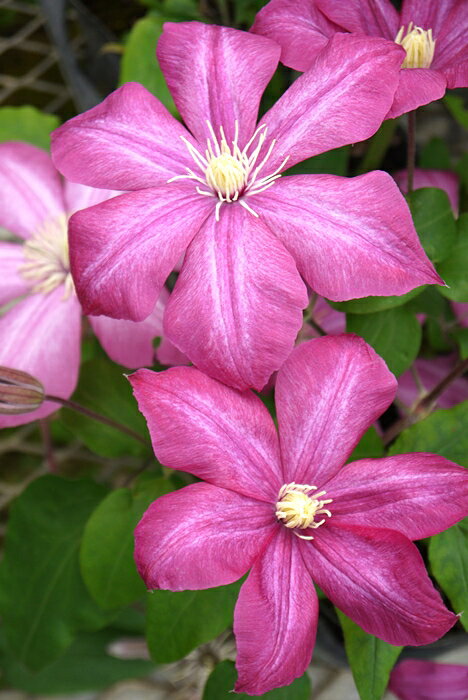 C. ’Dunhuang’ 花期：5〜10月 花径：8〜10cm 草丈：〜1.4m 花色：ピンク 剪定：弱 パテンス系ラヌギノーサ系の品種。 人目を惹く新鮮な色。花付きは良く、コンパクトにまとまるので鉢植えに向く。 花は丸弁で、花付きは良い。 育てやすい初心者向けの品種。 【パテンス系】 早咲き大輪系の代表的グループ。 春の庭を象徴する存在で、大輪・優雅・色彩豊かという三拍子がそろっています。 日本の気候にもよく合い、古くから親しまれてきた系統で、白・青・紫・ピンクなど多彩な花色があり、庭の主役として存在感を放ちます。 旧枝咲きのため弱剪定が基本で、強剪定は不可。 秋に返り咲く品種も多く、長く楽しめる系統。 【ラヌギノーサ系】 ラヌギノーサ系は、春に大きく美しい花を咲かせる早咲き大輪のクレマチスで、園芸品種の中でも特に人気の高い系統です。 最大の特徴は、前年に伸びた枝（旧枝）に春の一番花が咲く「旧枝咲き」であることです。 そのため冬に強く切り戻してしまうと花が減ってしまい、基本的には弱剪定で枝を残しながら育てます。 多くの品種が四季咲き性を持ち、春・夏・秋と長く花を楽しめるのも魅力です。 春と秋は大輪で、夏はやや小さめの花になります。 花形は剣弁や丸弁など端正で上品なものが多く、青紫・赤紫・白など落ち着いた色合いが中心で、庭の他の植物とも調和しやすい性質があります。 草丈は1〜2mほどと扱いやすく、鉢植えや小型のオベリスク、フェンスにも向いています。 病気にも比較的強く、深植えをして根を安定させれば、初心者でも育てやすい系統です。 クレマチスの肥料としては”バイオゴールドオリジナル（天然有機肥料）900g”が使いやすく、おすすめです。クレマチスと同梱できます。 ※この商品は9月下旬〜10月頃お届け予定の予約苗です。現在庫はありません。 予約苗はキャンセルできませんのでご了承ください。 また、生育状況などにより商品を確保できない場合もございます。 御理解の程、お願い申し上げます。 ※お届け日の指定はできません。 クレマチスは一箱に9本まで入ります。2本以上でのお申し込みがお得です。 ※予約苗の場合はシステムの都合上、一回のご注文では1品種しか指定できないようになっています。 お手数ですが、1品種ごとにご注文ください。 2鉢以上のご注文の場合はご注文が確定する2月頃にこちらで取りまとめて重複する送料を調整いたします。◆クレマチスの楽しみ方◆ 《鉢植えの場合》 鉢は深いものにしましょう。 クレマチスの根は、縦に深く伸びる性質があり、また植え付けの時に深植えにするので鉢は深めのものがおすすめです。1〜2節深植えにするのがポイントです。植え替えは1〜2回り大きいものにし、最終的には8〜10号（直径24〜30cm）までがいいでしょう。 土は市販のものが便利です。 培養土はクレマチス専用土が便利です。草花用の土でも大丈夫です。 水やりは乾いたらたっぷり与えましょう 鉢栽培では乾いたらたっぷりが基本です。クレマチスは特に水を欲しがります。鉢底から流れ出るくらいたっぷり与えるといいでしょう。開花直前に水を切らすときれいに咲かないので注意しましょう。受け皿は根腐れの原因になるのでお勧めできません。 クレマチスは肥料が大好きです。 クレマチスを綺麗に咲かせるためには肥料が欠かせません。特に二番花、三番花を咲かせるときは肥料を十分に施します。切って咲かせるタイプ（新枝咲き・新旧両枝咲き）は12〜1月に元肥を施し、10月くらいまで2ヶ月に一度施すといいでしょう。伸ばして咲かせるタイプ（旧枝咲き）は12〜1月に元肥を施し、花後にお礼肥を与えるといいでしょう。 《お庭で楽しむ場合》 庭植えにするとクレマチス本来のパフォーマンスを発揮します。お庭がある方には庭植えがおすすめです。ただし、移植は嫌うので植え付け場所は慎重に選びましょう。 クレマチスは日当たり、風通し、水はけのよい場所を好みます。ただ、株元に光が当たるのは苦手です。その場合は株元に根が浅く広がるような草花を植え付けたりするといいでしょう。 庭植えする苗は三年生苗か開花株がおすすめです。2〜3節深植えするのがポイントです。 植え付け適期は11月から3月です。 特に11〜12月の植え付けが、根が張りやすくおすすめです。 真冬は避けた方がいいでしょう。 植え付け方 1.植穴は直径40〜50cm。根が深く伸びるので、できれば深さ50cmほど掘るといいでしょう。 2.堀上げた土に、堀上げた土の3割程度の堆肥（完熟腐葉土や牛糞）と元肥を適量加えよく混ぜ合わせます。 3.2の土の1/3程度を埋め戻し、穴の中の土の中央を高くします。 4.植え付ける根の状態を確認し、根の全体を広げるように丁寧にほぐします。茎と根の付け根付近は折れやすいので気を付けましょう。 5.根を広げ2〜3節深植えになるように植え付けます。 6.最後につるを同一方向の斜め上に誘引して結束します。