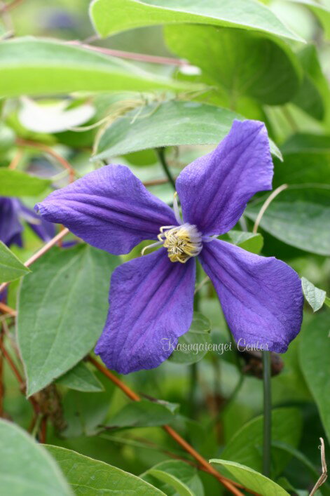 クレマチス 'デュランディ’　系統：インテグリフォリア系　12cmポット