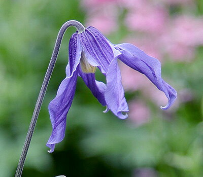 クレマチス ’フローレ・ブルー’　系統：’インテグリフォリア系　4.5号ポット　及川フラグリーンオリジ..