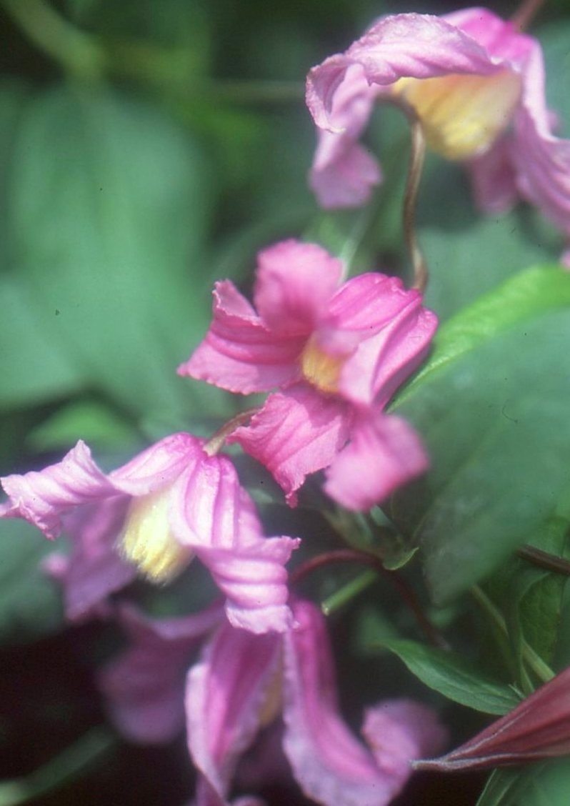 Clematis ’Floris V’ 花期：6〜9月 花径：4〜6cm 草丈：1m 花色：桃 剪定：強 香り：芳香性あり インテグリフォリア系の品種。 淡い桃色のベル型が可憐に咲く木立性クレマチス。 春〜秋まで繰り返し咲き、季節を通して楽しめる。 つるが絡まないため、寄せ植え・花壇にも使いやすい。 暑さにも強く、丈夫で育てやすい。 高温多湿の環境でも安定して咲く丈夫な品種。 【インテグリフォリア系】 C.integrifoliaに属するか由来する栽培品種。 木立性または半つる性。 花は初夏から初秋に今年伸びた枝に開花。 四季咲き性が強く、可憐な花がたくさん咲きます。 鉢植え・庭植え・切り花などで楽しめ、ボーダーガーデンとして見栄えがあります。 冬に地上部が枯れ、翌年地面から新しい枝を伸ばし、丈夫で扱いやすい系統です。 クレマチスの肥料としては”バイオゴールドオリジナル（天然有機肥料）900g”が使いやすく、おすすめです。クレマチスと同梱できます。 ※この商品は9月下旬〜10月頃お届け予定の予約苗です。現在庫はありません。 予約苗はキャンセルできませんのでご了承ください。 また、生育状況などにより商品を確保できない場合もございます。 御理解の程、お願い申し上げます。 ※お届け日の指定はできません。 クレマチスは一箱に9本まで入ります。2本以上でのお申し込みがお得です。 ※予約苗の場合はシステムの都合上、一回のご注文では1品種しか指定できないようになっています。 お手数ですが、1品種ごとにご注文ください。 2鉢以上のご注文の場合はご注文が確定する2月頃にこちらで取りまとめて重複する送料を調整いたします。◆クレマチスの楽しみ方◆ 《鉢植えの場合》 鉢は深いものにしましょう。 クレマチスの根は、縦に深く伸びる性質があり、また植え付けの時に深植えにするので鉢は深めのものがおすすめです。1〜2節深植えにするのがポイントです。植え替えは1〜2回り大きいものにし、最終的には8〜10号（直径24〜30cm）までがいいでしょう。 土は市販のものが便利です。 培養土はクレマチス専用土が便利です。草花用の土でも大丈夫です。 水やりは乾いたらたっぷり与えましょう 鉢栽培では乾いたらたっぷりが基本です。クレマチスは特に水を欲しがります。鉢底から流れ出るくらいたっぷり与えるといいでしょう。開花直前に水を切らすときれいに咲かないので注意しましょう。受け皿は根腐れの原因になるのでお勧めできません。 クレマチスは肥料が大好きです。 クレマチスを綺麗に咲かせるためには肥料が欠かせません。特に二番花、三番花を咲かせるときは肥料を十分に施します。切って咲かせるタイプ（新枝咲き・新旧両枝咲き）は12〜1月に元肥を施し、10月くらいまで2ヶ月に一度施すといいでしょう。伸ばして咲かせるタイプ（旧枝咲き）は12〜1月に元肥を施し、花後にお礼肥を与えるといいでしょう。 《お庭で楽しむ場合》 庭植えにするとクレマチス本来のパフォーマンスを発揮します。お庭がある方には庭植えがおすすめです。ただし、移植は嫌うので植え付け場所は慎重に選びましょう。 クレマチスは日当たり、風通し、水はけのよい場所を好みます。ただ、株元に光が当たるのは苦手です。その場合は株元に根が浅く広がるような草花を植え付けたりするといいでしょう。 庭植えする苗は三年生苗か開花株がおすすめです。2〜3節深植えするのがポイントです。 植え付け適期は11月から3月です。 特に11〜12月の植え付けが、根が張りやすくおすすめです。 真冬は避けた方がいいでしょう。 植え付け方 1.植穴は直径40〜50cm。根が深く伸びるので、できれば深さ50cmほど掘るといいでしょう。 2.堀上げた土に、堀上げた土の3割程度の堆肥（完熟腐葉土や牛糞）と元肥を適量加えよく混ぜ合わせます。 3.2の土の1/3程度を埋め戻し、穴の中の土の中央を高くします。 4.植え付ける根の状態を確認し、根の全体を広げるように丁寧にほぐします。茎と根の付け根付近は折れやすいので気を付けましょう。 5.根を広げ2〜3節深植えになるように植え付けます。 6.最後につるを同一方向の斜め上に誘引して結束します。