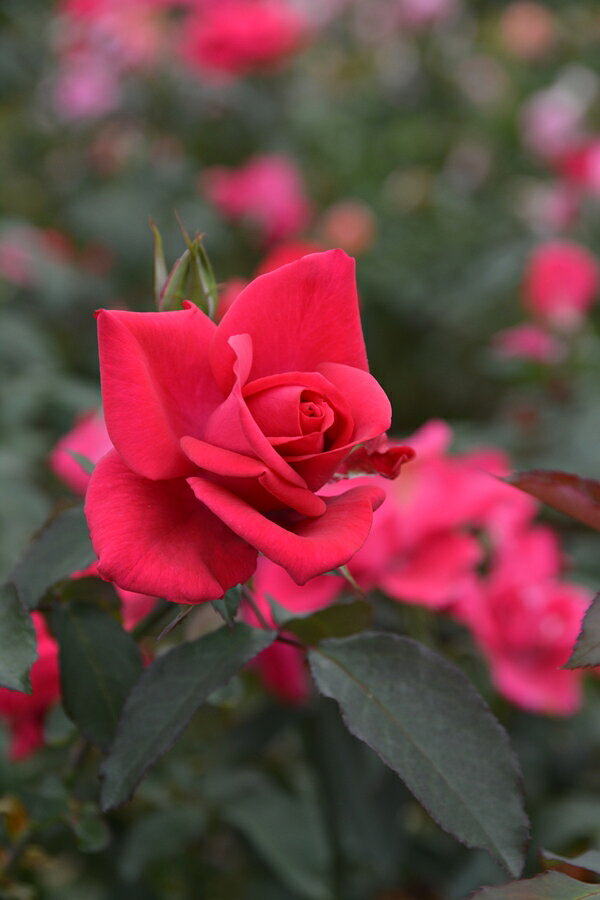 Rakuten - インセプション（大苗）7号鉢植え　バラ苗　ロサ・オリエンティス プログレッシオシリーズ 《種苗登録出願中》