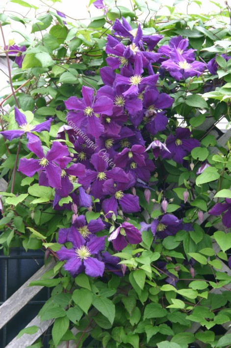 C. ’Jorma’ 花期：6~10月 花径：9〜13cm 草丈：2.2~3.2m 剪定：強 遅咲き大輪系の品種。 伸びたつるの節々に花をつけます。 4〜6弁の横向き咲き。四季咲き性 ポール、アーチ、フェンス向き。庭植え向き。 青みがかった紫色。 中輪多花性品種。剣弁花。 生育旺盛。 【遅咲き大輪系】 春と秋、今年伸びた枝に開花します。 花は上向き・横向き・下向きに開花。 枝の伸びが良く多花性品種が多いのでアーチ、パーゴラなどの高い空間を飾るのに適します。 以前のラノギノーサ系とジャックマニー系を含みます。 クレマチスの肥料としては”バイオゴールドオリジナル（天然有機肥料）900g”が使いやすく、おすすめです。クレマチスと同梱できます。 ※この商品は9月下旬〜10月頃お届け予定の予約苗です。現在庫はありません。 予約苗はキャンセルできませんのでご了承ください。 また、生育状況などにより商品を確保できない場合もございます。 御理解の程、お願い申し上げます。 ※お届け日の指定はできません。 クレマチスは一箱に9本まで入ります。2本以上でのお申し込みがお得です。 ※予約苗の場合はシステムの都合上、一回のご注文では1品種しか指定できないようになっています。 お手数ですが、1品種ごとにご注文ください。 2鉢以上のご注文の場合はご注文が確定する2月頃にこちらで取りまとめて重複する送料を調整いたします。◆クレマチスの楽しみ方◆ 《鉢植えの場合》 鉢は深いものにしましょう。 クレマチスの根は、縦に深く伸びる性質があり、また植え付けの時に深植えにするので鉢は深めのものがおすすめです。1〜2節深植えにするのがポイントです。植え替えは1〜2回り大きいものにし、最終的には8〜10号（直径24〜30cm）までがいいでしょう。 土は市販のものが便利です。 培養土はクレマチス専用土が便利です。草花用の土でも大丈夫です。 水やりは乾いたらたっぷり与えましょう 鉢栽培では乾いたらたっぷりが基本です。クレマチスは特に水を欲しがります。鉢底から流れ出るくらいたっぷり与えるといいでしょう。開花直前に水を切らすときれいに咲かないので注意しましょう。受け皿は根腐れの原因になるのでお勧めできません。 クレマチスは肥料が大好きです。 クレマチスを綺麗に咲かせるためには肥料が欠かせません。特に二番花、三番花を咲かせるときは肥料を十分に施します。切って咲かせるタイプ（新枝咲き・新旧両枝咲き）は12〜1月に元肥を施し、10月くらいまで2ヶ月に一度施すといいでしょう。伸ばして咲かせるタイプ（旧枝咲き）は12〜1月に元肥を施し、花後にお礼肥を与えるといいでしょう。 《お庭で楽しむ場合》 庭植えにするとクレマチス本来のパフォーマンスを発揮します。お庭がある方には庭植えがおすすめです。ただし、移植は嫌うので植え付け場所は慎重に選びましょう。 クレマチスは日当たり、風通し、水はけのよい場所を好みます。ただ、株元に光が当たるのは苦手です。その場合は株元に根が浅く広がるような草花を植え付けたりするといいでしょう。 庭植えする苗は三年生苗か開花株がおすすめです。2〜3節深植えするのがポイントです。 植え付け適期は11月から3月です。 特に11〜12月の植え付けが、根が張りやすくおすすめです。 真冬は避けた方がいいでしょう。 植え付け方 1.植穴は直径40〜50cm。根が深く伸びるので、できれば深さ50cmほど掘るといいでしょう。 2.堀上げた土に、堀上げた土の3割程度の堆肥（完熟腐葉土や牛糞）と元肥を適量加えよく混ぜ合わせます。 3.2の土の1/3程度を埋め戻し、穴の中の土の中央を高くします。 4.植え付ける根の状態を確認し、根の全体を広げるように丁寧にほぐします。茎と根の付け根付近は折れやすいので気を付けましょう。 5.根を広げ2〜3節深植えになるように植え付けます。 6.最後につるを同一方向の斜め上に誘引して結束します。