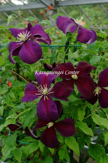 C. ’kasmu’ 花期：6~9月 花径：8~12cm 草丈：2~2.5m 剪定：中 ヴィチセラ系の品種。 伸びたつるの節々にビロードがかった濃紫赤色の横向きの花をつけます。 多花性、四季咲き性、耐寒性・耐暑性あり。 ポール、フェンス、アーチなど庭植え、鉢植えに向きます。 《剪定》 花後：地際から2から3節残して剪定。 休眠期(2月)：地際付近の充実した芽を残し強く剪定。 【ヴィチセラ系】 花は今年伸びた枝に、小〜中輪の花を上向き・横向き・下向きに咲かせます。 がく片は4〜6弁（八重のものを除く）。 丈夫で花付きが良く、開花期が長く、四季咲き。 壁面やアーチなどを飾るのに適し、初心者の方にもおすすめな系統です。 クレマチスの肥料としては”バイオゴールドオリジナル（天然有機肥料）900g”が使いやすく、おすすめです。クレマチスと同梱できます。 ※この商品は9月下旬〜10月頃お届け予定の予約苗です。現在庫はありません。 予約苗はキャンセルできませんのでご了承ください。 また、生育状況などにより商品を確保できない場合もございます。 御理解の程、お願い申し上げます。 ※お届け日の指定はできません。 クレマチスは一箱に9本まで入ります。2本以上でのお申し込みがお得です。 ※予約苗の場合はシステムの都合上、一回のご注文では1品種しか指定できないようになっています。 お手数ですが、1品種ごとにご注文ください。 2鉢以上のご注文の場合はご注文が確定する2月頃にこちらで取りまとめて重複する送料を調整いたします。◆クレマチスの楽しみ方◆ 《鉢植えの場合》 鉢は深いものにしましょう。 クレマチスの根は、縦に深く伸びる性質があり、また植え付けの時に深植えにするので鉢は深めのものがおすすめです。1〜2節深植えにするのがポイントです。植え替えは1〜2回り大きいものにし、最終的には8〜10号（直径24〜30cm）までがいいでしょう。 土は市販のものが便利です。 培養土はクレマチス専用土が便利です。草花用の土でも大丈夫です。 水やりは乾いたらたっぷり与えましょう 鉢栽培では乾いたらたっぷりが基本です。クレマチスは特に水を欲しがります。鉢底から流れ出るくらいたっぷり与えるといいでしょう。開花直前に水を切らすときれいに咲かないので注意しましょう。受け皿は根腐れの原因になるのでお勧めできません。 クレマチスは肥料が大好きです。 クレマチスを綺麗に咲かせるためには肥料が欠かせません。特に二番花、三番花を咲かせるときは肥料を十分に施します。切って咲かせるタイプ（新枝咲き・新旧両枝咲き）は12〜1月に元肥を施し、10月くらいまで2ヶ月に一度施すといいでしょう。伸ばして咲かせるタイプ（旧枝咲き）は12〜1月に元肥を施し、花後にお礼肥を与えるといいでしょう。 《お庭で楽しむ場合》 庭植えにするとクレマチス本来のパフォーマンスを発揮します。お庭がある方には庭植えがおすすめです。ただし、移植は嫌うので植え付け場所は慎重に選びましょう。 クレマチスは日当たり、風通し、水はけのよい場所を好みます。ただ、株元に光が当たるのは苦手です。その場合は株元に根が浅く広がるような草花を植え付けたりするといいでしょう。 庭植えする苗は三年生苗か開花株がおすすめです。2〜3節深植えするのがポイントです。 植え付け適期は11月から3月です。 特に11〜12月の植え付けが、根が張りやすくおすすめです。 真冬は避けた方がいいでしょう。 植え付け方 1.植穴は直径40〜50cm。根が深く伸びるので、できれば深さ50cmほど掘るといいでしょう。 2.堀上げた土に、堀上げた土の3割程度の堆肥（完熟腐葉土や牛糞）と元肥を適量加えよく混ぜ合わせます。 3.2の土の1/3程度を埋め戻し、穴の中の土の中央を高くします。 4.植え付ける根の状態を確認し、根の全体を広げるように丁寧にほぐします。茎と根の付け根付近は折れやすいので気を付けましょう。 5.根を広げ2〜3節深植えになるように植え付けます。 6.最後につるを同一方向の斜め上に誘引して結束します。