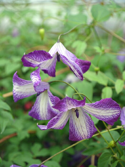 C. ’I Am Lady J ’ リフデシリーズ 花期：6~9月 花径：5〜6cm 草丈：3m 花色：紫 剪定：強 ビチセラ系の品種。 クレマCorp×J.van Zoest共同企画。 花弁が紫の覆輪になるベル咲の花。赤〜ピンク系の覆輪が多いビチセラ系の中でも特にきれいな紫の新品種。 I AM LADY J 'Zoiamlj' 本品種は、J. van Zoest Beheer B.V.社によって育種された品種です。 営利を目的とした増殖および販売はおやめください。 【ヴィチセラ系】 花は今年伸びた枝に、小〜中輪の花を上向き・横向き・下向きに咲かせます。 がく片は4〜6弁（八重のものを除く）。 丈夫で花付きが良く、開花期が長く、四季咲き。 壁面やアーチなどを飾るのに適し、初心者の方にもおすすめな系統です。 クレマチスの肥料としては”バイオゴールドオリジナル（天然有機肥料）900g”が使いやすく、おすすめです。クレマチスと同梱できます。 ※この商品は9月下旬〜10月頃お届け予定の予約苗です。現在庫はありません。 予約苗はキャンセルできませんのでご了承ください。 また、生育状況などにより商品を確保できない場合もございます。 御理解の程、お願い申し上げます。 ※お届け日の指定はできません。 クレマチスは一箱に9本まで入ります。2本以上でのお申し込みがお得です。 ※予約苗の場合はシステムの都合上、一回のご注文では1品種しか指定できないようになっています。 お手数ですが、1品種ごとにご注文ください。 2鉢以上のご注文の場合はご注文が確定する2月頃にこちらで取りまとめて重複する送料を調整いたします。◆クレマチスの楽しみ方◆ 《鉢植えの場合》 鉢は深いものにしましょう。 クレマチスの根は、縦に深く伸びる性質があり、また植え付けの時に深植えにするので鉢は深めのものがおすすめです。1〜2節深植えにするのがポイントです。植え替えは1〜2回り大きいものにし、最終的には8〜10号（直径24〜30cm）までがいいでしょう。 土は市販のものが便利です。 培養土はクレマチス専用土が便利です。草花用の土でも大丈夫です。 水やりは乾いたらたっぷり与えましょう 鉢栽培では乾いたらたっぷりが基本です。クレマチスは特に水を欲しがります。鉢底から流れ出るくらいたっぷり与えるといいでしょう。開花直前に水を切らすときれいに咲かないので注意しましょう。受け皿は根腐れの原因になるのでお勧めできません。 クレマチスは肥料が大好きです。 クレマチスを綺麗に咲かせるためには肥料が欠かせません。特に二番花、三番花を咲かせるときは肥料を十分に施します。切って咲かせるタイプ（新枝咲き・新旧両枝咲き）は12〜1月に元肥を施し、10月くらいまで2ヶ月に一度施すといいでしょう。伸ばして咲かせるタイプ（旧枝咲き）は12〜1月に元肥を施し、花後にお礼肥を与えるといいでしょう。 《お庭で楽しむ場合》 庭植えにするとクレマチス本来のパフォーマンスを発揮します。お庭がある方には庭植えがおすすめです。ただし、移植は嫌うので植え付け場所は慎重に選びましょう。 クレマチスは日当たり、風通し、水はけのよい場所を好みます。ただ、株元に光が当たるのは苦手です。その場合は株元に根が浅く広がるような草花を植え付けたりするといいでしょう。 庭植えする苗は三年生苗か開花株がおすすめです。2〜3節深植えするのがポイントです。 植え付け適期は11月から3月です。 特に11〜12月の植え付けが、根が張りやすくおすすめです。 真冬は避けた方がいいでしょう。 植え付け方 1.植穴は直径40〜50cm。根が深く伸びるので、できれば深さ50cmほど掘るといいでしょう。 2.堀上げた土に、堀上げた土の3割程度の堆肥（完熟腐葉土や牛糞）と元肥を適量加えよく混ぜ合わせます。 3.2の土の1/3程度を埋め戻し、穴の中の土の中央を高くします。 4.植え付ける根の状態を確認し、根の全体を広げるように丁寧にほぐします。茎と根の付け根付近は折れやすいので気を付けましょう。 5.根を広げ2〜3節深植えになるように植え付けます。 6.最後につるを同一方向の斜め上に誘引して結束します。