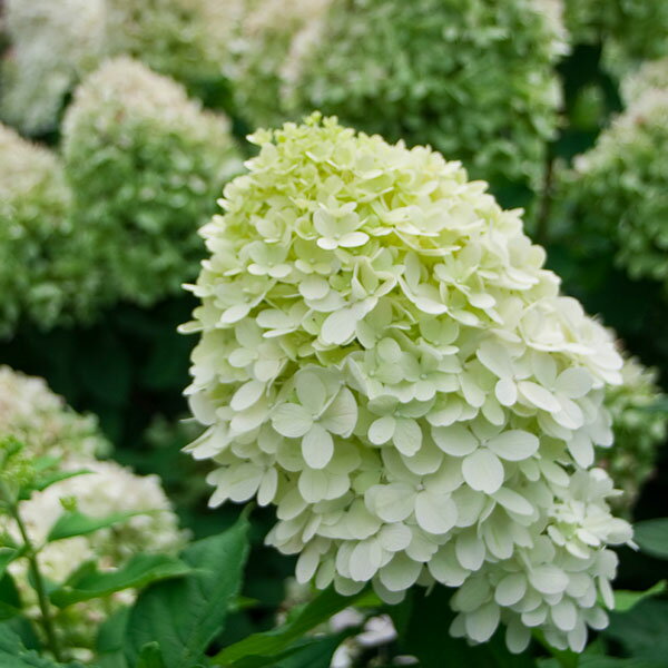 樂天商城 - ノリウツギ ’グランデ ライムチーク’　耐寒性落葉低木　6号鉢植え