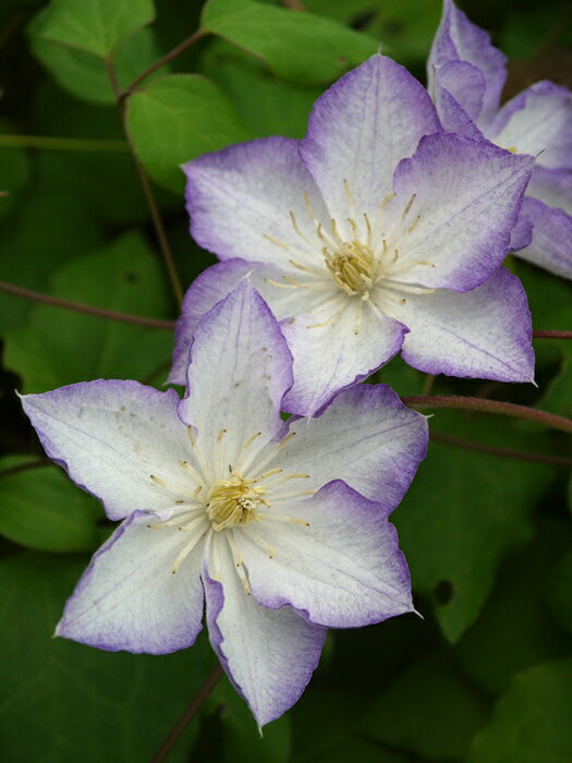 Clematis ’Lucky Charm’ リフデシリーズ 花期：6〜9月 花径：6〜8cm 草丈：3m 花色：白 ジャックマニー系の品種。 白花にすっきりとした紫の覆輪を持つ中輪花。 紫系の覆輪花で黄色の花芯は珍しく、花弁と花芯のコントラストが美しい品種。 返り咲きがよく、強健で育てやすい。 フェンス・オベリスク・ローズガーデンとの相性が良い。 【ジャックマニー系（遅咲き大輪系）】 中〜大輪の見ごたえある花を、枝の先端だけでなく、その下の節々にも咲かせます。 株が充実すると壁面やフェンスを埋め尽くすほど咲き誇ります。 花後の剪定と追肥により、返り咲きがしやすく、丈夫で育てやすいです。そして、バラとの相性もよいので、ぜひ組み合わせて楽しんでください。 利用法：鉢、小さめの庭（オベリスク、フェンス（小））、大きめの庭（アーチ、フェンス（大）） 耐寒性：強 耐暑性：強 《剪定》 春先：丸くふくらんでいる芽を残し、動きのない部分を取り除くように剪定 （枯れた枝が整理され、新しい枝の伸び姿がきれいに見える） 花後：花後にできるだけすぐに、株全体の半分くらいの位置で剪定 （2番花が咲きやすくなり、葉枯れが目立ちにくくなる） クレマチスの肥料としては”バイオゴールドオリジナル（天然有機肥料）900g”が使いやすく、おすすめです。クレマチスと同梱できます。 ※この商品は9月下旬〜10月頃お届け予定の予約苗です。現在庫はありません。 予約苗はキャンセルできませんのでご了承ください。 また、生育状況などにより商品を確保できない場合もございます。 御理解の程、お願い申し上げます。 ※お届け日の指定はできません。 クレマチスは一箱に9本まで入ります。2本以上でのお申し込みがお得です。 ※予約苗の場合はシステムの都合上、一回のご注文では1品種しか指定できないようになっています。 お手数ですが、1品種ごとにご注文ください。 2鉢以上のご注文の場合はご注文が確定する2月頃にこちらで取りまとめて重複する送料を調整いたします。◆クレマチスの楽しみ方◆ 《鉢植えの場合》 鉢は深いものにしましょう。 クレマチスの根は、縦に深く伸びる性質があり、また植え付けの時に深植えにするので鉢は深めのものがおすすめです。1〜2節深植えにするのがポイントです。植え替えは1〜2回り大きいものにし、最終的には8〜10号（直径24〜30cm）までがいいでしょう。 土は市販のものが便利です。 培養土はクレマチス専用土が便利です。草花用の土でも大丈夫です。 水やりは乾いたらたっぷり与えましょう 鉢栽培では乾いたらたっぷりが基本です。クレマチスは特に水を欲しがります。鉢底から流れ出るくらいたっぷり与えるといいでしょう。開花直前に水を切らすときれいに咲かないので注意しましょう。受け皿は根腐れの原因になるのでお勧めできません。 クレマチスは肥料が大好きです。 クレマチスを綺麗に咲かせるためには肥料が欠かせません。特に二番花、三番花を咲かせるときは肥料を十分に施します。切って咲かせるタイプ（新枝咲き・新旧両枝咲き）は12〜1月に元肥を施し、10月くらいまで2ヶ月に一度施すといいでしょう。伸ばして咲かせるタイプ（旧枝咲き）は12〜1月に元肥を施し、花後にお礼肥を与えるといいでしょう。 《お庭で楽しむ場合》 庭植えにするとクレマチス本来のパフォーマンスを発揮します。お庭がある方には庭植えがおすすめです。ただし、移植は嫌うので植え付け場所は慎重に選びましょう。 クレマチスは日当たり、風通し、水はけのよい場所を好みます。ただ、株元に光が当たるのは苦手です。その場合は株元に根が浅く広がるような草花を植え付けたりするといいでしょう。 庭植えする苗は三年生苗か開花株がおすすめです。2〜3節深植えするのがポイントです。 植え付け適期は11月から3月です。 特に11〜12月の植え付けが、根が張りやすくおすすめです。 真冬は避けた方がいいでしょう。 植え付け方 1.植穴は直径40〜50cm。根が深く伸びるので、できれば深さ50cmほど掘るといいでしょう。 2.堀上げた土に、堀上げた土の3割程度の堆肥（完熟腐葉土や牛糞）と元肥を適量加えよく混ぜ合わせます。 3.2の土の1/3程度を埋め戻し、穴の中の土の中央を高くします。 4.植え付ける根の状態を確認し、根の全体を広げるように丁寧にほぐします。茎と根の付け根付近は折れやすいので気を付けましょう。 5.根を広げ2〜3節深植えになるように植え付けます。 6.最後につるを同一方向の斜め上に誘引して結束します。