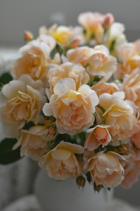 Rakuten - ムニュエ（新苗）7号鉢植え　 kawamoto Rose Garden（河本バラ園） ローズ・ドゥ・メルスリー 四季咲き　バラ苗 《種苗登録出願中》