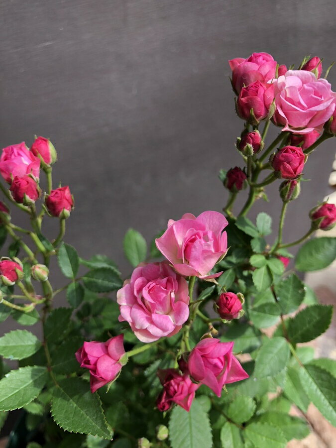 Rakuten - ミニバラ　’みさき’　5号スリット鉢植え　バラ苗