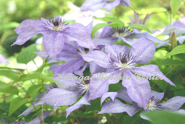 Clematis 'Musashi' 杉本公造（春日井園芸センター）オリジナル品種 花期：6〜11月 花径：12〜18cm 草丈：2〜3m 剪定：中/強剪定 咲き方：新旧両枝咲き フロリダ大輪系の品種。 フロリダからの交配種。 淡い青紫色に少し斑点が入る上向き咲き大輪花。 花つきが良く四季咲き性。 秋遅い時期まで花を楽しむことのでいる品種。 垣根や鉢植えなどに向きます。 《剪定》 花後：今年伸びたつるの半分を切り戻します 休眠期：充実した芽（節の所にあるぷっくりした芽）を残して剪定 【フロリダ大輪系】 新梢から伸びた側枝に次々と花をつけ、品種により約2ヶ月ほど咲き続けます。 四季咲き性で開花期間が長く、花もちも良く、花後の剪定により晩秋まで咲き続けます。 和風にも向く趣のある花で、切り花、鉢植え向き。 寒さに弱いので、寒冷地では防寒が必要です。 クレマチスの肥料としては”バイオゴールドオリジナル（天然有機肥料）900g”が使いやすく、おすすめです。クレマチスと同梱できます。 クレマチスは一箱に9本まで入ります。2本以上でのお申し込みがお得です。◆クレマチスの楽しみ方◆ 《鉢植えの場合》 鉢は深いものにしましょう。 クレマチスの根は、縦に深く伸びる性質があり、また植え付けの時に深植えにするので鉢は深めのものがおすすめです。1〜2節深植えにするのがポイントです。植え替えは1〜2回り大きいものにし、最終的には8〜10号（直径24〜30cm）までがいいでしょう。 土は市販のものが便利です。 培養土はクレマチス専用土が便利です。草花用の土でも大丈夫です。 水やりは乾いたらたっぷり与えましょう 鉢栽培では乾いたらたっぷりが基本です。クレマチスは特に水を欲しがります。鉢底から流れ出るくらいたっぷり与えるといいでしょう。開花直前に水を切らすときれいに咲かないので注意しましょう。受け皿は根腐れの原因になるのでお勧めできません。 クレマチスは肥料が大好きです。 クレマチスを綺麗に咲かせるためには肥料が欠かせません。特に二番花、三番花を咲かせるときは肥料を十分に施します。切って咲かせるタイプ（新枝咲き・新旧両枝咲き）は12〜1月に元肥を施し、10月くらいまで2ヶ月に一度施すといいでしょう。伸ばして咲かせるタイプ（旧枝咲き）は12〜1月に元肥を施し、花後にお礼肥を与えるといいでしょう。 《お庭で楽しむ場合》 庭植えにするとクレマチス本来のパフォーマンスを発揮します。お庭がある方には庭植えがおすすめです。ただし、移植は嫌うので植え付け場所は慎重に選びましょう。 クレマチスは日当たり、風通し、水はけのよい場所を好みます。ただ、株元に光が当たるのは苦手です。その場合は株元に根が浅く広がるような草花を植え付けたりするといいでしょう。 庭植えする苗は三年生苗か開花株がおすすめです。2〜3節深植えするのがポイントです。 植え付け適期は11月から3月です。 特に11〜12月の植え付けが、根が張りやすくおすすめです。 真冬は避けた方がいいでしょう。 植え付け方 1.植穴は直径40〜50cm。根が深く伸びるので、できれば深さ50cmほど掘るといいでしょう。 2.堀上げた土に、堀上げた土の3割程度の堆肥（完熟腐葉土や牛糞）と元肥を適量加えよく混ぜ合わせます。 3.2の土の1/3程度を埋め戻し、穴の中の土の中央を高くします。 4.植え付ける根の状態を確認し、根の全体を広げるように丁寧にほぐします。茎と根の付け根付近は折れやすいので気を付けましょう。 5.根を広げ2〜3節深植えになるように植え付けます。 6.最後につるを同一方向の斜め上に誘引して結束します。