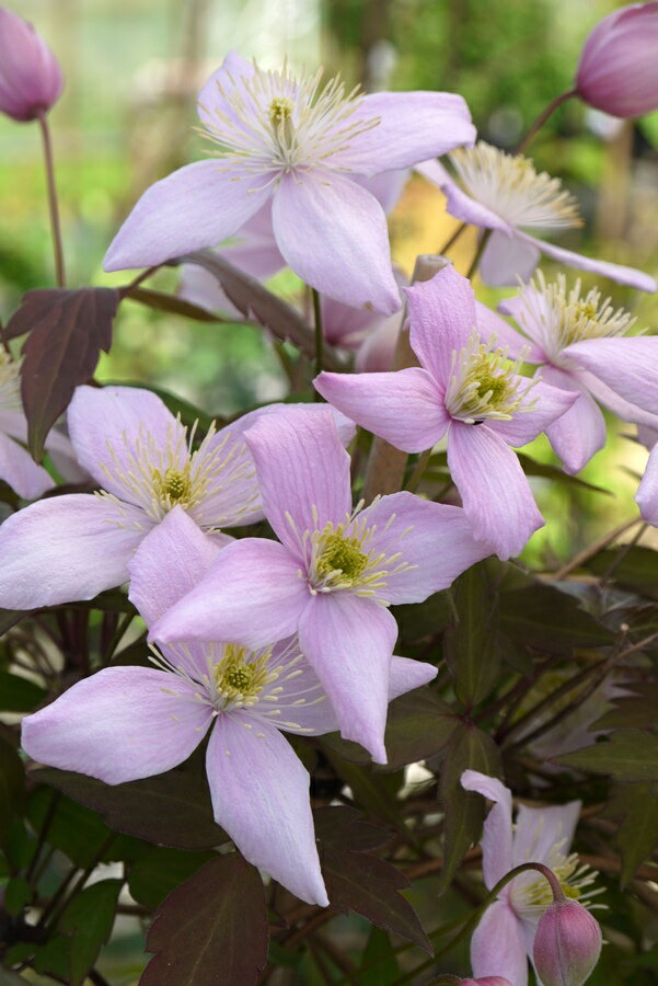 クレマチス 'モンタナ オドラータ’　系統：モンタナ系　12cmポット