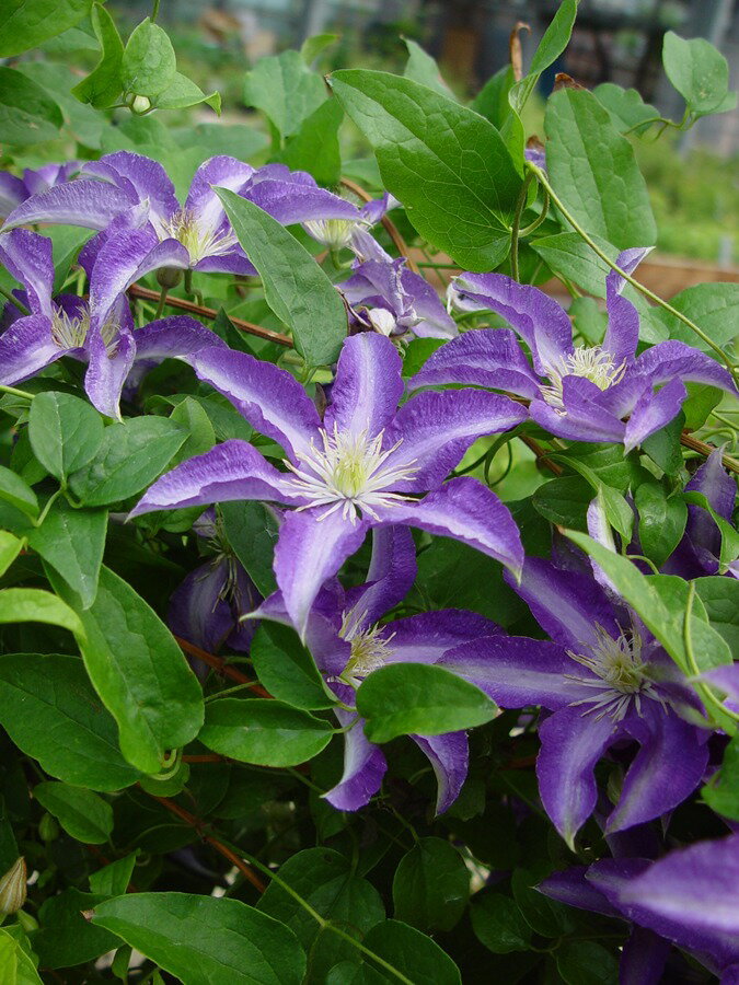 クレマチス '大流（おおながれ）’　系統：ビチセラ系　4.5号ロングポット