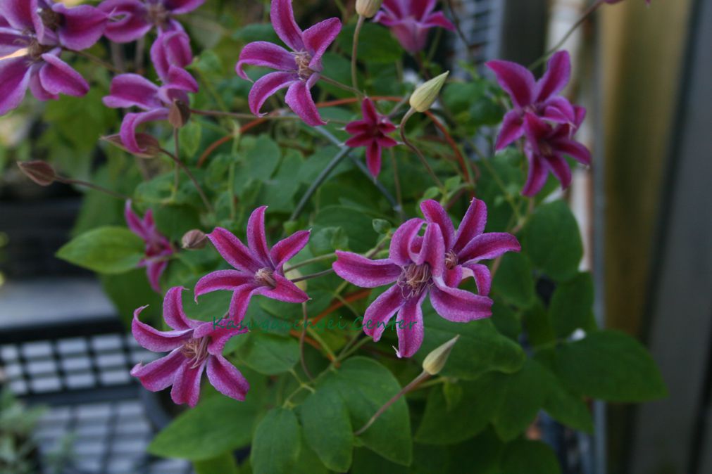C. ’Peveril Profusion’ 花期：6~9月 花径：4~6cm 草丈：2~2.5m 剪定：強 テキセンシス系の品種。 伸びたつるの節々にプラムピンク色の横向きチューリップ咲きした花をつけます。 4から6弁の花。 耐暑性あり、四季咲き性。 鉢植え・庭植え向き。 【テキセンシス系】 テキセンシスに大輪系の代表的な品種のいずれかを交配させたものに由来する系統です。 花は今年伸びた枝に夏から初秋に開花。 花は一重でチューリップ形、上向きから下向きに開花。 耐暑性・耐寒性に富み、日当たりの良い場所を好みます。 花径は1~10cmで萼片は4~6枚。やや萼片は厚め。 冬には地上部が枯れ、翌年の春には土の中から芽が出てきます。 壁面やアーチなどを飾るのに適し、初心者のかたにもおすすめな系統です。 クレマチスの肥料としては”バイオゴールドオリジナル（天然有機肥料）900g”が使いやすく、おすすめです。クレマチスと同梱できます。 ※この商品は9月下旬〜10月頃お届け予定の予約苗です。現在庫はありません。 予約苗はキャンセルできませんのでご了承ください。 また、生育状況などにより商品を確保できない場合もございます。 御理解の程、お願い申し上げます。 ※お届け日の指定はできません。 クレマチスは一箱に9本まで入ります。2本以上でのお申し込みがお得です。 ※予約苗の場合はシステムの都合上、一回のご注文では1品種しか指定できないようになっています。 お手数ですが、1品種ごとにご注文ください。 2鉢以上のご注文の場合はご注文が確定する2月頃にこちらで取りまとめて重複する送料を調整いたします。◆クレマチスの楽しみ方◆ 《鉢植えの場合》 鉢は深いものにしましょう。 クレマチスの根は、縦に深く伸びる性質があり、また植え付けの時に深植えにするので鉢は深めのものがおすすめです。1〜2節深植えにするのがポイントです。植え替えは1〜2回り大きいものにし、最終的には8〜10号（直径24〜30cm）までがいいでしょう。 土は市販のものが便利です。 培養土はクレマチス専用土が便利です。草花用の土でも大丈夫です。 水やりは乾いたらたっぷり与えましょう 鉢栽培では乾いたらたっぷりが基本です。クレマチスは特に水を欲しがります。鉢底から流れ出るくらいたっぷり与えるといいでしょう。開花直前に水を切らすときれいに咲かないので注意しましょう。受け皿は根腐れの原因になるのでお勧めできません。 クレマチスは肥料が大好きです。 クレマチスを綺麗に咲かせるためには肥料が欠かせません。特に二番花、三番花を咲かせるときは肥料を十分に施します。切って咲かせるタイプ（新枝咲き・新旧両枝咲き）は12〜1月に元肥を施し、10月くらいまで2ヶ月に一度施すといいでしょう。伸ばして咲かせるタイプ（旧枝咲き）は12〜1月に元肥を施し、花後にお礼肥を与えるといいでしょう。 《お庭で楽しむ場合》 庭植えにするとクレマチス本来のパフォーマンスを発揮します。お庭がある方には庭植えがおすすめです。ただし、移植は嫌うので植え付け場所は慎重に選びましょう。 クレマチスは日当たり、風通し、水はけのよい場所を好みます。ただ、株元に光が当たるのは苦手です。その場合は株元に根が浅く広がるような草花を植え付けたりするといいでしょう。 庭植えする苗は三年生苗か開花株がおすすめです。2〜3節深植えするのがポイントです。 植え付け適期は11月から3月です。 特に11〜12月の植え付けが、根が張りやすくおすすめです。 真冬は避けた方がいいでしょう。 植え付け方 1.植穴は直径40〜50cm。根が深く伸びるので、できれば深さ50cmほど掘るといいでしょう。 2.堀上げた土に、堀上げた土の3割程度の堆肥（完熟腐葉土や牛糞）と元肥を適量加えよく混ぜ合わせます。 3.2の土の1/3程度を埋め戻し、穴の中の土の中央を高くします。 4.植え付ける根の状態を確認し、根の全体を広げるように丁寧にほぐします。茎と根の付け根付近は折れやすいので気を付けましょう。 5.根を広げ2〜3節深植えになるように植え付けます。 6.最後につるを同一方向の斜め上に誘引して結束します。