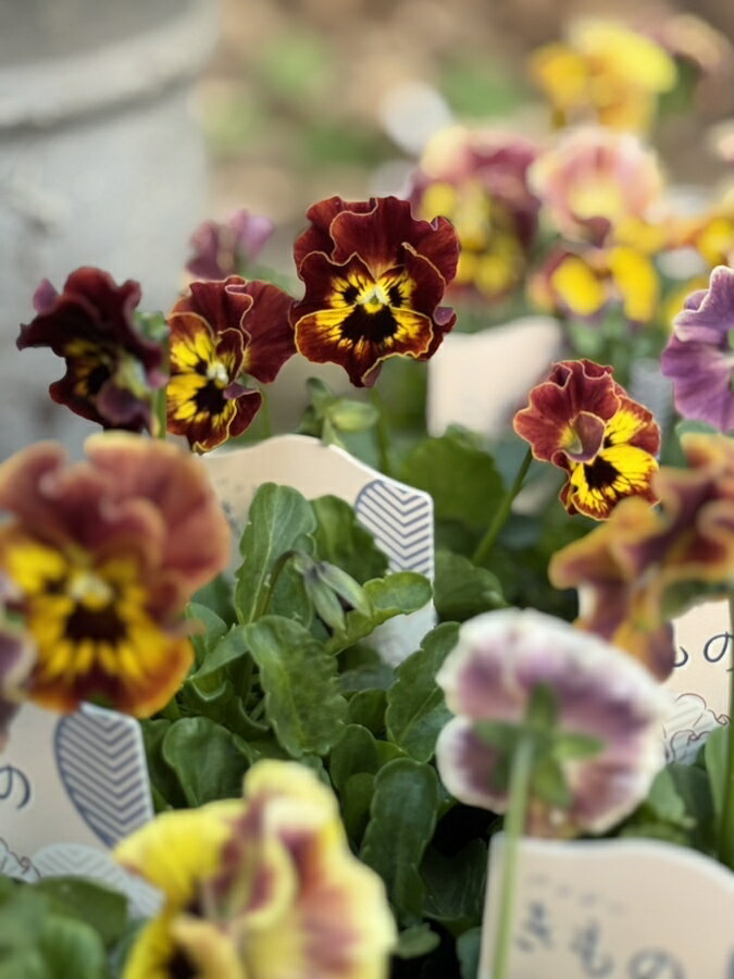 パンジー ’きもの’　 一年草 9cmポット　キモノシリーズ