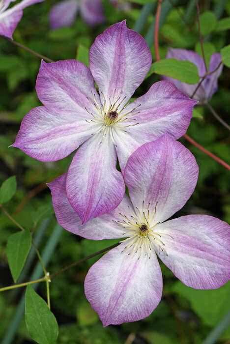C. ’Pernille’ リフデシリーズ 花期：5~9月 花径：6〜9cm 草丈：3m 花色：紫 剪定：強 ビチセラ系の品種。 クレマCorp×J.van Zoest共同企画 ビチセラ系にめずらしい覆輪花。 弁端の紫が優しい印象を与える。 花付きが良く育てやすい。 PERNILLE 'Zo09113' 本品種は、J. van Zoest Beheer B.V.社によって育種された品種です。 営利を目的とした増殖および販売はおやめください。 【ヴィチセラ系】 花は今年伸びた枝に、小〜中輪の花を上向き・横向き・下向きに咲かせます。 がく片は4〜6弁（八重のものを除く）。 丈夫で花付きが良く、開花期が長く、四季咲き。 壁面やアーチなどを飾るのに適し、初心者の方にもおすすめな系統です。 クレマチスの肥料としては”バイオゴールドオリジナル（天然有機肥料）900g”が使いやすく、おすすめです。クレマチスと同梱できます。 ※この商品は9月下旬〜10月頃お届け予定の予約苗です。現在庫はありません。 予約苗はキャンセルできませんのでご了承ください。 また、生育状況などにより商品を確保できない場合もございます。 御理解の程、お願い申し上げます。 ※お届け日の指定はできません。 クレマチスは一箱に9本まで入ります。2本以上でのお申し込みがお得です。 ※予約苗の場合はシステムの都合上、一回のご注文では1品種しか指定できないようになっています。 お手数ですが、1品種ごとにご注文ください。 2鉢以上のご注文の場合はご注文が確定する2月頃にこちらで取りまとめて重複する送料を調整いたします。◆クレマチスの楽しみ方◆ 《鉢植えの場合》 鉢は深いものにしましょう。 クレマチスの根は、縦に深く伸びる性質があり、また植え付けの時に深植えにするので鉢は深めのものがおすすめです。1〜2節深植えにするのがポイントです。植え替えは1〜2回り大きいものにし、最終的には8〜10号（直径24〜30cm）までがいいでしょう。 土は市販のものが便利です。 培養土はクレマチス専用土が便利です。草花用の土でも大丈夫です。 水やりは乾いたらたっぷり与えましょう 鉢栽培では乾いたらたっぷりが基本です。クレマチスは特に水を欲しがります。鉢底から流れ出るくらいたっぷり与えるといいでしょう。開花直前に水を切らすときれいに咲かないので注意しましょう。受け皿は根腐れの原因になるのでお勧めできません。 クレマチスは肥料が大好きです。 クレマチスを綺麗に咲かせるためには肥料が欠かせません。特に二番花、三番花を咲かせるときは肥料を十分に施します。切って咲かせるタイプ（新枝咲き・新旧両枝咲き）は12〜1月に元肥を施し、10月くらいまで2ヶ月に一度施すといいでしょう。伸ばして咲かせるタイプ（旧枝咲き）は12〜1月に元肥を施し、花後にお礼肥を与えるといいでしょう。 《お庭で楽しむ場合》 庭植えにするとクレマチス本来のパフォーマンスを発揮します。お庭がある方には庭植えがおすすめです。ただし、移植は嫌うので植え付け場所は慎重に選びましょう。 クレマチスは日当たり、風通し、水はけのよい場所を好みます。ただ、株元に光が当たるのは苦手です。その場合は株元に根が浅く広がるような草花を植え付けたりするといいでしょう。 庭植えする苗は三年生苗か開花株がおすすめです。2〜3節深植えするのがポイントです。 植え付け適期は11月から3月です。 特に11〜12月の植え付けが、根が張りやすくおすすめです。 真冬は避けた方がいいでしょう。 植え付け方 1.植穴は直径40〜50cm。根が深く伸びるので、できれば深さ50cmほど掘るといいでしょう。 2.堀上げた土に、堀上げた土の3割程度の堆肥（完熟腐葉土や牛糞）と元肥を適量加えよく混ぜ合わせます。 3.2の土の1/3程度を埋め戻し、穴の中の土の中央を高くします。 4.植え付ける根の状態を確認し、根の全体を広げるように丁寧にほぐします。茎と根の付け根付近は折れやすいので気を付けましょう。 5.根を広げ2〜3節深植えになるように植え付けます。 6.最後につるを同一方向の斜め上に誘引して結束します。