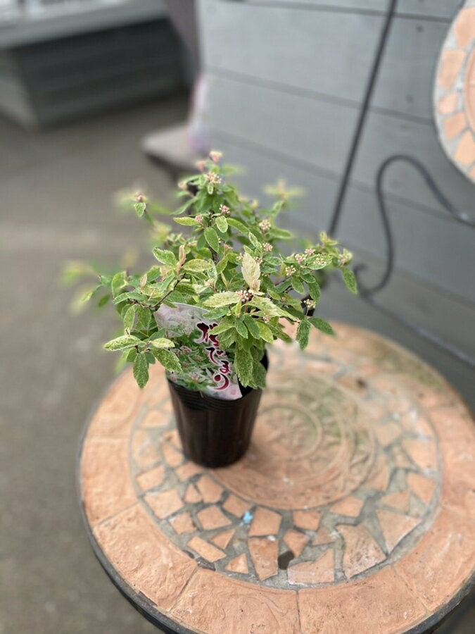 桜手毬　'ピンクアイス' 科名：バラ科シモツケ属 / 耐寒性落葉小低木 開花期：4〜5月 樹高：1〜1.5m 用途：鉢植え、庭植え、花壇 日照：日向 耐寒性：強 ピンクの斑入りコデマリ 優しくてほんわかしたコデマリは和・洋ともにおすすめです...