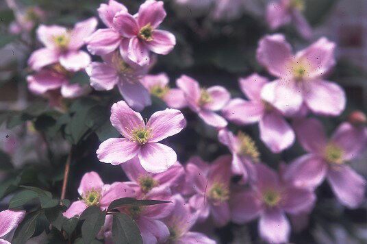 クレマチス 'モンタナ ルーベンス・スペルバ’　系統：モンタナ系　12cmポット