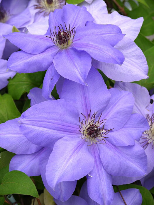 Clematis ’Ramona' 花期：5〜10月 花径：12〜16cm 草丈：2.5〜4m 花色：空色 剪定：弱 ラヌギノーサ系の品種。 爽やかな紫〜青系の大輪は春の庭の主役になり存在感がある。 生育旺盛で、庭植えに向く。 上向きに咲くため、フェンス・オベリスクで映える。 1836年にシーボルトが日本から持ち帰った大輪ケイトの交配によって作出されたものでハイブリッド・シーボルディの別名を持つ。 【ラヌギノーサ系】 ラヌギノーサ系は、春に大きく美しい花を咲かせる早咲き大輪のクレマチスで、園芸品種の中でも特に人気の高い系統です。 最大の特徴は、前年に伸びた枝（旧枝）に春の一番花が咲く「旧枝咲き」であることです。 そのため冬に強く切り戻してしまうと花が減ってしまい、基本的には弱剪定で枝を残しながら育てます。 多くの品種が四季咲き性を持ち、春・夏・秋と長く花を楽しめるのも魅力です。 春と秋は大輪で、夏はやや小さめの花になります。 花形は剣弁や丸弁など端正で上品なものが多く、青紫・赤紫・白など落ち着いた色合いが中心で、庭の他の植物とも調和しやすい性質があります。 草丈は1〜2mほどと扱いやすく、鉢植えや小型のオベリスク、フェンスにも向いています。 病気にも比較的強く、深植えをして根を安定させれば、初心者でも育てやすい系統です。 クレマチスの肥料としては”バイオゴールドオリジナル（天然有機肥料）900g”が使いやすく、おすすめです。クレマチスと同梱できます。 ※この商品は9月下旬〜10月頃お届け予定の予約苗です。現在庫はありません。 予約苗はキャンセルできませんのでご了承ください。 また、生育状況などにより商品を確保できない場合もございます。 御理解の程、お願い申し上げます。 ※お届け日の指定はできません。 クレマチスは一箱に9本まで入ります。2本以上でのお申し込みがお得です。 ※予約苗の場合はシステムの都合上、一回のご注文では1品種しか指定できないようになっています。 お手数ですが、1品種ごとにご注文ください。 2鉢以上のご注文の場合はご注文が確定する2月頃にこちらで取りまとめて重複する送料を調整いたします。◆クレマチスの楽しみ方◆ 《鉢植えの場合》 鉢は深いものにしましょう。 クレマチスの根は、縦に深く伸びる性質があり、また植え付けの時に深植えにするので鉢は深めのものがおすすめです。1〜2節深植えにするのがポイントです。植え替えは1〜2回り大きいものにし、最終的には8〜10号（直径24〜30cm）までがいいでしょう。 土は市販のものが便利です。 培養土はクレマチス専用土が便利です。草花用の土でも大丈夫です。 水やりは乾いたらたっぷり与えましょう 鉢栽培では乾いたらたっぷりが基本です。クレマチスは特に水を欲しがります。鉢底から流れ出るくらいたっぷり与えるといいでしょう。開花直前に水を切らすときれいに咲かないので注意しましょう。受け皿は根腐れの原因になるのでお勧めできません。 クレマチスは肥料が大好きです。 クレマチスを綺麗に咲かせるためには肥料が欠かせません。特に二番花、三番花を咲かせるときは肥料を十分に施します。切って咲かせるタイプ（新枝咲き・新旧両枝咲き）は12〜1月に元肥を施し、10月くらいまで2ヶ月に一度施すといいでしょう。伸ばして咲かせるタイプ（旧枝咲き）は12〜1月に元肥を施し、花後にお礼肥を与えるといいでしょう。 《お庭で楽しむ場合》 庭植えにするとクレマチス本来のパフォーマンスを発揮します。お庭がある方には庭植えがおすすめです。ただし、移植は嫌うので植え付け場所は慎重に選びましょう。 クレマチスは日当たり、風通し、水はけのよい場所を好みます。ただ、株元に光が当たるのは苦手です。その場合は株元に根が浅く広がるような草花を植え付けたりするといいでしょう。 庭植えする苗は三年生苗か開花株がおすすめです。2〜3節深植えするのがポイントです。 植え付け適期は11月から3月です。 特に11〜12月の植え付けが、根が張りやすくおすすめです。 真冬は避けた方がいいでしょう。 植え付け方 1.植穴は直径40〜50cm。根が深く伸びるので、できれば深さ50cmほど掘るといいでしょう。 2.堀上げた土に、堀上げた土の3割程度の堆肥（完熟腐葉土や牛糞）と元肥を適量加えよく混ぜ合わせます。 3.2の土の1/3程度を埋め戻し、穴の中の土の中央を高くします。 4.植え付ける根の状態を確認し、根の全体を広げるように丁寧にほぐします。茎と根の付け根付近は折れやすいので気を付けましょう。 5.根を広げ2〜3節深植えになるように植え付けます。 6.最後につるを同一方向の斜め上に誘引して結束します。