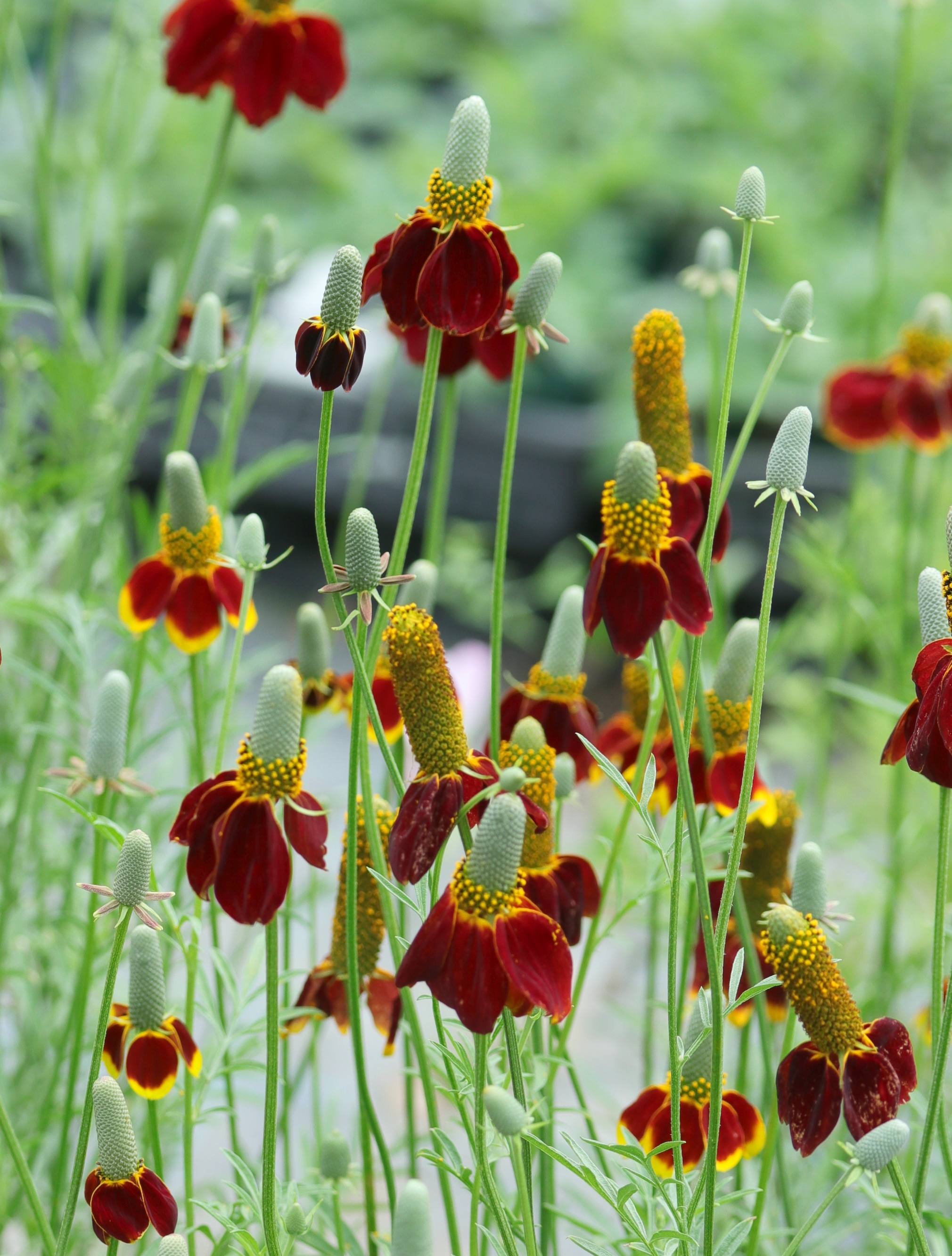 ��ƥ��ӥ����ǥ�åɥߥ����åȡǡʥᥭ������ϥåȡ��Ѵ����ɺ���10.5cm�ݥå�