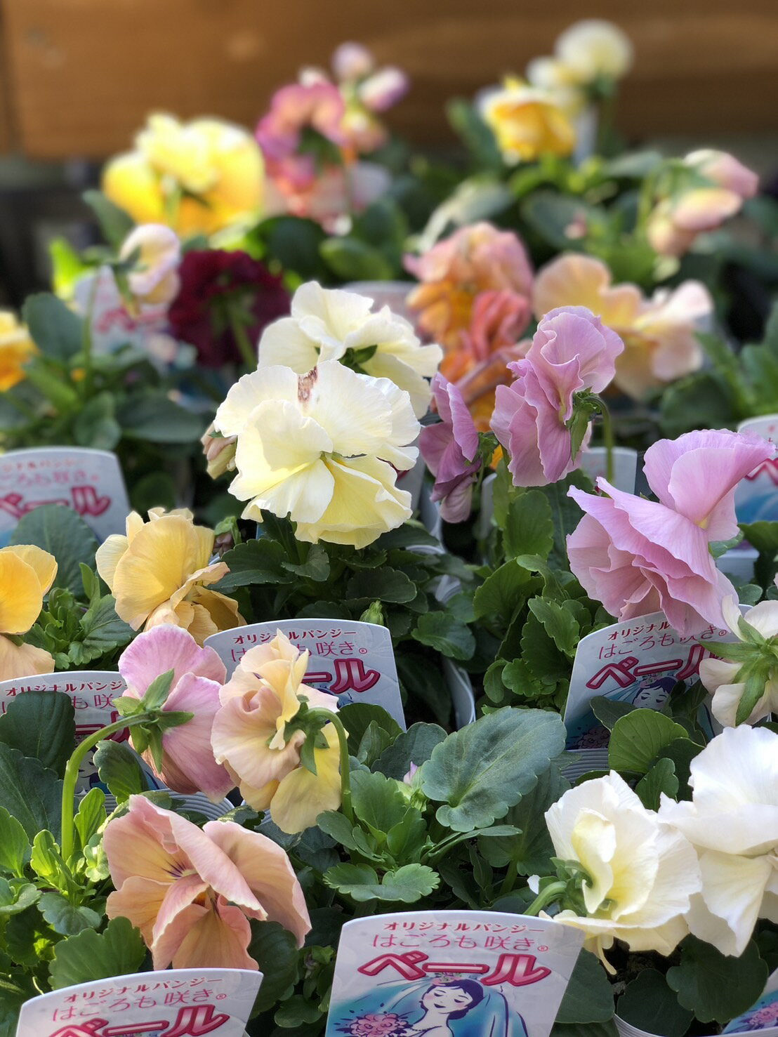 八重咲き大輪パンジー はごろも咲き 一年草 10.5cmポット