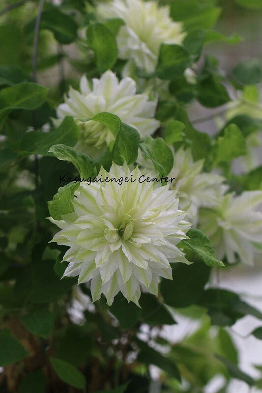 楽天市場】クレマチス 風の方位（種類（植物）クレマチス