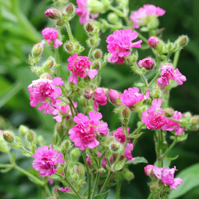 Rakuten - シレネ　’ファイヤーフライ’　耐寒性宿根草　10.5cmポット