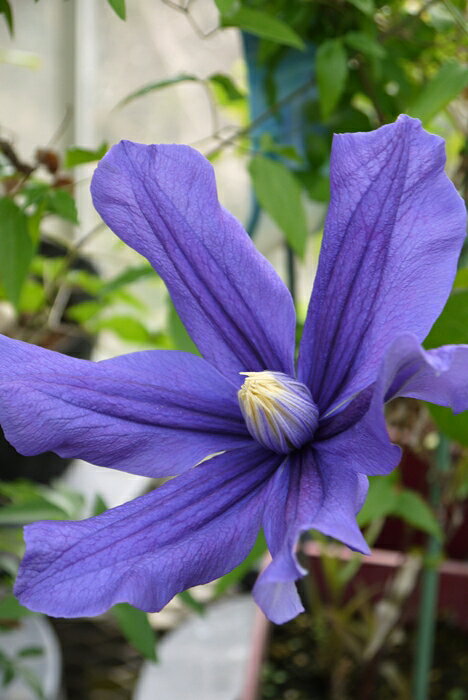 C. ’Something Blue’ 花期：4~8月 花径：12〜15cm 草丈：1~1.5m 花色：青色 剪定：弱〜中 インテグリフォリア系の品種。 ふっくらとした花弁の青紫花。 インテグリフォリア系にめずらしい早咲き品種。四季咲き性。 ラベンダーブルーの花色が他の植物とも調和しやすく、庭の中で静かに美しく佇む。 そんな雰囲気を持つクレマチス。 【インテグリフォリア系】 C.integrifoliaに属するか由来する栽培品種。 木立性または半つる性。 花は初夏から初秋に今年伸びた枝に開花。 四季咲き性が強く、可憐な花がたくさん咲きます。 鉢植え・庭植え・切り花などで楽しめ、ボーダーガーデンとして見栄えがあります。 冬に地上部が枯れ、翌年地面から新しい枝を伸ばし、丈夫で扱いやすい系統です。 クレマチスの肥料としては”バイオゴールドオリジナル（天然有機肥料）900g”が使いやすく、おすすめです。クレマチスと同梱できます。 ※この商品は9月下旬〜10月頃お届け予定の予約苗です。現在庫はありません。 予約苗はキャンセルできませんのでご了承ください。 また、生育状況などにより商品を確保できない場合もございます。 御理解の程、お願い申し上げます。 ※お届け日の指定はできません。 クレマチスは一箱に9本まで入ります。2本以上でのお申し込みがお得です。 ※予約苗の場合はシステムの都合上、一回のご注文では1品種しか指定できないようになっています。 お手数ですが、1品種ごとにご注文ください。 2鉢以上のご注文の場合はご注文が確定する2月頃にこちらで取りまとめて重複する送料を調整いたします。◆クレマチスの楽しみ方◆ 《鉢植えの場合》 鉢は深いものにしましょう。 クレマチスの根は、縦に深く伸びる性質があり、また植え付けの時に深植えにするので鉢は深めのものがおすすめです。1〜2節深植えにするのがポイントです。植え替えは1〜2回り大きいものにし、最終的には8〜10号（直径24〜30cm）までがいいでしょう。 土は市販のものが便利です。 培養土はクレマチス専用土が便利です。草花用の土でも大丈夫です。 水やりは乾いたらたっぷり与えましょう 鉢栽培では乾いたらたっぷりが基本です。クレマチスは特に水を欲しがります。鉢底から流れ出るくらいたっぷり与えるといいでしょう。開花直前に水を切らすときれいに咲かないので注意しましょう。受け皿は根腐れの原因になるのでお勧めできません。 クレマチスは肥料が大好きです。 クレマチスを綺麗に咲かせるためには肥料が欠かせません。特に二番花、三番花を咲かせるときは肥料を十分に施します。切って咲かせるタイプ（新枝咲き・新旧両枝咲き）は12〜1月に元肥を施し、10月くらいまで2ヶ月に一度施すといいでしょう。伸ばして咲かせるタイプ（旧枝咲き）は12〜1月に元肥を施し、花後にお礼肥を与えるといいでしょう。 《お庭で楽しむ場合》 庭植えにするとクレマチス本来のパフォーマンスを発揮します。お庭がある方には庭植えがおすすめです。ただし、移植は嫌うので植え付け場所は慎重に選びましょう。 クレマチスは日当たり、風通し、水はけのよい場所を好みます。ただ、株元に光が当たるのは苦手です。その場合は株元に根が浅く広がるような草花を植え付けたりするといいでしょう。 庭植えする苗は三年生苗か開花株がおすすめです。2〜3節深植えするのがポイントです。 植え付け適期は11月から3月です。 特に11〜12月の植え付けが、根が張りやすくおすすめです。 真冬は避けた方がいいでしょう。 植え付け方 1.植穴は直径40〜50cm。根が深く伸びるので、できれば深さ50cmほど掘るといいでしょう。 2.堀上げた土に、堀上げた土の3割程度の堆肥（完熟腐葉土や牛糞）と元肥を適量加えよく混ぜ合わせます。 3.2の土の1/3程度を埋め戻し、穴の中の土の中央を高くします。 4.植え付ける根の状態を確認し、根の全体を広げるように丁寧にほぐします。茎と根の付け根付近は折れやすいので気を付けましょう。 5.根を広げ2〜3節深植えになるように植え付けます。 6.最後につるを同一方向の斜め上に誘引して結束します。