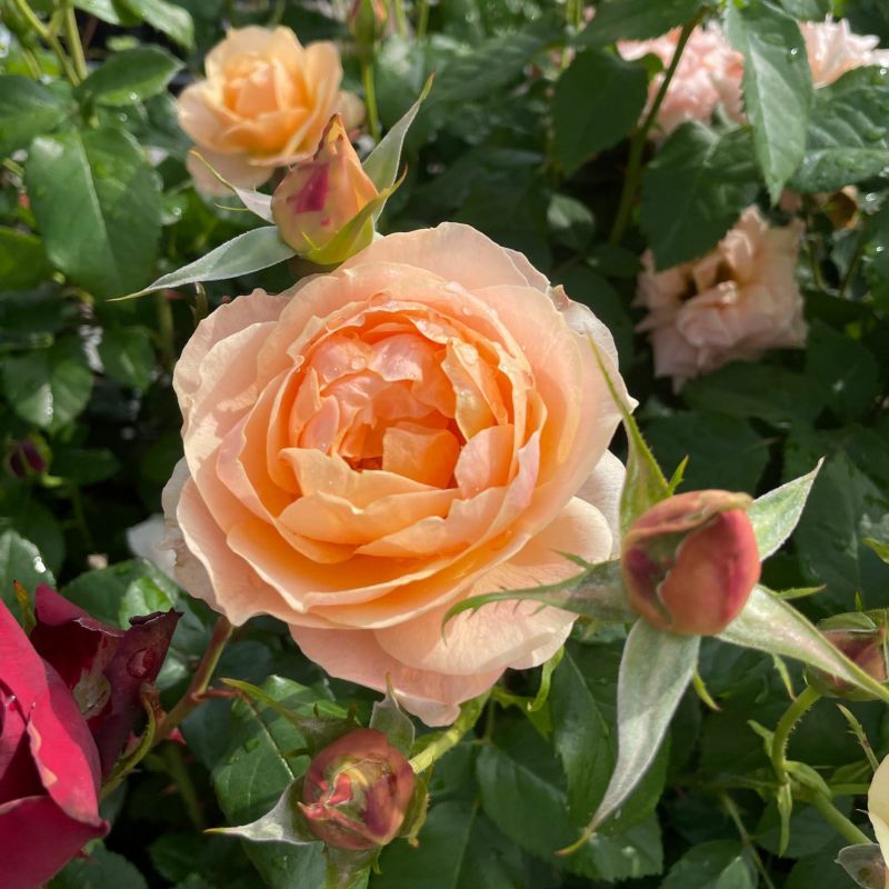 スイート・シフォン7号鉢植え四季咲...