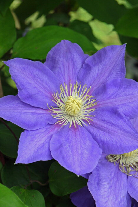 Clematis ’Tateshina’ 花期：5〜10月 花径：13〜15cm 草丈：1.2〜1.5m 花色：青紫 剪定：弱 パテンス系の品種。 地際から伸びたつるの1〜3節に翌年の花芽をつけやすい。 コンパクトにまとまる鉢物専用に開発された品種。 薄紫〜青紫のすっきりした大輪花を咲かせます。 気温によって花色が変化し、株が充実すると半八重になることもある。 半日陰〜午前中日向でよく育ち、夏の強光を避ければ、色がより美しく出る。 小型オベリスク・フェンス・バラの株元への添わせ仕立向き。 暑さにやや弱く病気に比較的強い。 【パテンス系】 早咲き大輪系の代表的グループ。 春の庭を象徴する存在で、大輪・優雅・色彩豊かという三拍子がそろっています。 日本の気候にもよく合い、古くから親しまれてきた系統で、白・青・紫・ピンクなど多彩な花色があり、庭の主役として存在感を放ちます。 旧枝咲きのため弱剪定が基本で、強剪定は不可。 秋に返り咲く品種も多く、長く楽しめる系統。 クレマチスの肥料としては”バイオゴールドオリジナル（天然有機肥料）900g”が使いやすく、おすすめです。クレマチスと同梱できます。 ※この商品は9月下旬〜10月頃お届け予定の予約苗です。現在庫はありません。 予約苗はキャンセルできませんのでご了承ください。 また、生育状況などにより商品を確保できない場合もございます。 御理解の程、お願い申し上げます。 ※お届け日の指定はできません。 クレマチスは一箱に9本まで入ります。2本以上でのお申し込みがお得です。 ※予約苗の場合はシステムの都合上、一回のご注文では1品種しか指定できないようになっています。 お手数ですが、1品種ごとにご注文ください。 2鉢以上のご注文の場合はご注文が確定する2月頃にこちらで取りまとめて重複する送料を調整いたします。◆クレマチスの楽しみ方◆ 《鉢植えの場合》 鉢は深いものにしましょう。 クレマチスの根は、縦に深く伸びる性質があり、また植え付けの時に深植えにするので鉢は深めのものがおすすめです。1〜2節深植えにするのがポイントです。植え替えは1〜2回り大きいものにし、最終的には8〜10号（直径24〜30cm）までがいいでしょう。 土は市販のものが便利です。 培養土はクレマチス専用土が便利です。草花用の土でも大丈夫です。 水やりは乾いたらたっぷり与えましょう 鉢栽培では乾いたらたっぷりが基本です。クレマチスは特に水を欲しがります。鉢底から流れ出るくらいたっぷり与えるといいでしょう。開花直前に水を切らすときれいに咲かないので注意しましょう。受け皿は根腐れの原因になるのでお勧めできません。 クレマチスは肥料が大好きです。 クレマチスを綺麗に咲かせるためには肥料が欠かせません。特に二番花、三番花を咲かせるときは肥料を十分に施します。切って咲かせるタイプ（新枝咲き・新旧両枝咲き）は12〜1月に元肥を施し、10月くらいまで2ヶ月に一度施すといいでしょう。伸ばして咲かせるタイプ（旧枝咲き）は12〜1月に元肥を施し、花後にお礼肥を与えるといいでしょう。 《お庭で楽しむ場合》 庭植えにするとクレマチス本来のパフォーマンスを発揮します。お庭がある方には庭植えがおすすめです。ただし、移植は嫌うので植え付け場所は慎重に選びましょう。 クレマチスは日当たり、風通し、水はけのよい場所を好みます。ただ、株元に光が当たるのは苦手です。その場合は株元に根が浅く広がるような草花を植え付けたりするといいでしょう。 庭植えする苗は三年生苗か開花株がおすすめです。2〜3節深植えするのがポイントです。 植え付け適期は11月から3月です。 特に11〜12月の植え付けが、根が張りやすくおすすめです。 真冬は避けた方がいいでしょう。 植え付け方 1.植穴は直径40〜50cm。根が深く伸びるので、できれば深さ50cmほど掘るといいでしょう。 2.堀上げた土に、堀上げた土の3割程度の堆肥（完熟腐葉土や牛糞）と元肥を適量加えよく混ぜ合わせます。 3.2の土の1/3程度を埋め戻し、穴の中の土の中央を高くします。 4.植え付ける根の状態を確認し、根の全体を広げるように丁寧にほぐします。茎と根の付け根付近は折れやすいので気を付けましょう。 5.根を広げ2〜3節深植えになるように植え付けます。 6.最後につるを同一方向の斜め上に誘引して結束します。