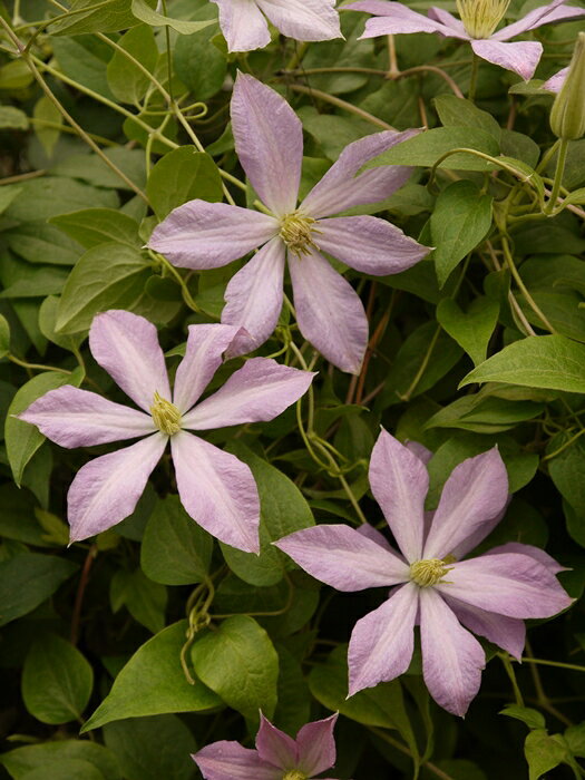 C. ’Madame Baron Veillard’ 花期：5〜10月 花径：10-13cm 草丈：3~4m　 花色：淡い紫桃色 剪定：強 ジャックマニー系（遅咲き中輪）の品種。 花は薄い紫桃色、花芯は緑がかったクリーム色です6弁の剣弁咲き。 日光がよく当たる場所で花つきが良くなります。 葉柄で絡むタイプなので、フェンス・オベリスク・アーチ・庭植えにも向く。 初心者にも育てやすい。 【ジャックマニー系（遅咲き中輪系）】 中〜大輪の見ごたえある花を、枝の先端だけでなく、その下の節々にも咲かせます。 株が充実すると壁面やフェンスを埋め尽くすほど咲き誇ります。 花後の剪定と追肥により、返り咲きがしやすく、丈夫で育てやすいです。そして、バラとの相性もよいので、ぜひ組み合わせて楽しんでください。 利用法：鉢、小さめの庭（オベリスク、フェンス（小））、大きめの庭（アーチ、フェンス（大）） 耐寒性：強 耐暑性：強 クレマチスの肥料としては”バイオゴールドオリジナル（天然有機肥料）900g”が使いやすく、おすすめです。クレマチスと同梱できます。 ※この商品は9月下旬〜10月頃お届け予定の予約苗です。現在庫はありません。 予約苗はキャンセルできませんのでご了承ください。 また、生育状況などにより商品を確保できない場合もございます。 御理解の程、お願い申し上げます。 ※お届け日の指定はできません。 クレマチスは一箱に9本まで入ります。2本以上でのお申し込みがお得です。 ※予約苗の場合はシステムの都合上、一回のご注文では1品種しか指定できないようになっています。 お手数ですが、1品種ごとにご注文ください。 2鉢以上のご注文の場合はご注文が確定する2月頃にこちらで取りまとめて重複する送料を調整いたします。◆クレマチスの楽しみ方◆ 《鉢植えの場合》 鉢は深いものにしましょう。 クレマチスの根は、縦に深く伸びる性質があり、また植え付けの時に深植えにするので鉢は深めのものがおすすめです。1〜2節深植えにするのがポイントです。植え替えは1〜2回り大きいものにし、最終的には8〜10号（直径24〜30cm）までがいいでしょう。 土は市販のものが便利です。 培養土はクレマチス専用土が便利です。草花用の土でも大丈夫です。 水やりは乾いたらたっぷり与えましょう 鉢栽培では乾いたらたっぷりが基本です。クレマチスは特に水を欲しがります。鉢底から流れ出るくらいたっぷり与えるといいでしょう。開花直前に水を切らすときれいに咲かないので注意しましょう。受け皿は根腐れの原因になるのでお勧めできません。 クレマチスは肥料が大好きです。 クレマチスを綺麗に咲かせるためには肥料が欠かせません。特に二番花、三番花を咲かせるときは肥料を十分に施します。切って咲かせるタイプ（新枝咲き・新旧両枝咲き）は12〜1月に元肥を施し、10月くらいまで2ヶ月に一度施すといいでしょう。伸ばして咲かせるタイプ（旧枝咲き）は12〜1月に元肥を施し、花後にお礼肥を与えるといいでしょう。 《お庭で楽しむ場合》 庭植えにするとクレマチス本来のパフォーマンスを発揮します。お庭がある方には庭植えがおすすめです。ただし、移植は嫌うので植え付け場所は慎重に選びましょう。 クレマチスは日当たり、風通し、水はけのよい場所を好みます。ただ、株元に光が当たるのは苦手です。その場合は株元に根が浅く広がるような草花を植え付けたりするといいでしょう。 庭植えする苗は三年生苗か開花株がおすすめです。2〜3節深植えするのがポイントです。 植え付け適期は11月から3月です。 特に11〜12月の植え付けが、根が張りやすくおすすめです。 真冬は避けた方がいいでしょう。 植え付け方 1.植穴は直径40〜50cm。根が深く伸びるので、できれば深さ50cmほど掘るといいでしょう。 2.堀上げた土に、堀上げた土の3割程度の堆肥（完熟腐葉土や牛糞）と元肥を適量加えよく混ぜ合わせます。 3.2の土の1/3程度を埋め戻し、穴の中の土の中央を高くします。 4.植え付ける根の状態を確認し、根の全体を広げるように丁寧にほぐします。茎と根の付け根付近は折れやすいので気を付けましょう。 5.根を広げ2〜3節深植えになるように植え付けます。 6.最後につるを同一方向の斜め上に誘引して結束します。