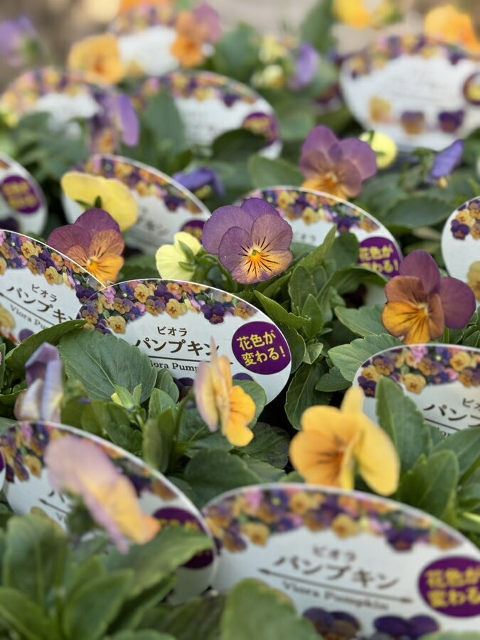 ビオラ ’パンプキン’　 一年草 9cmポット