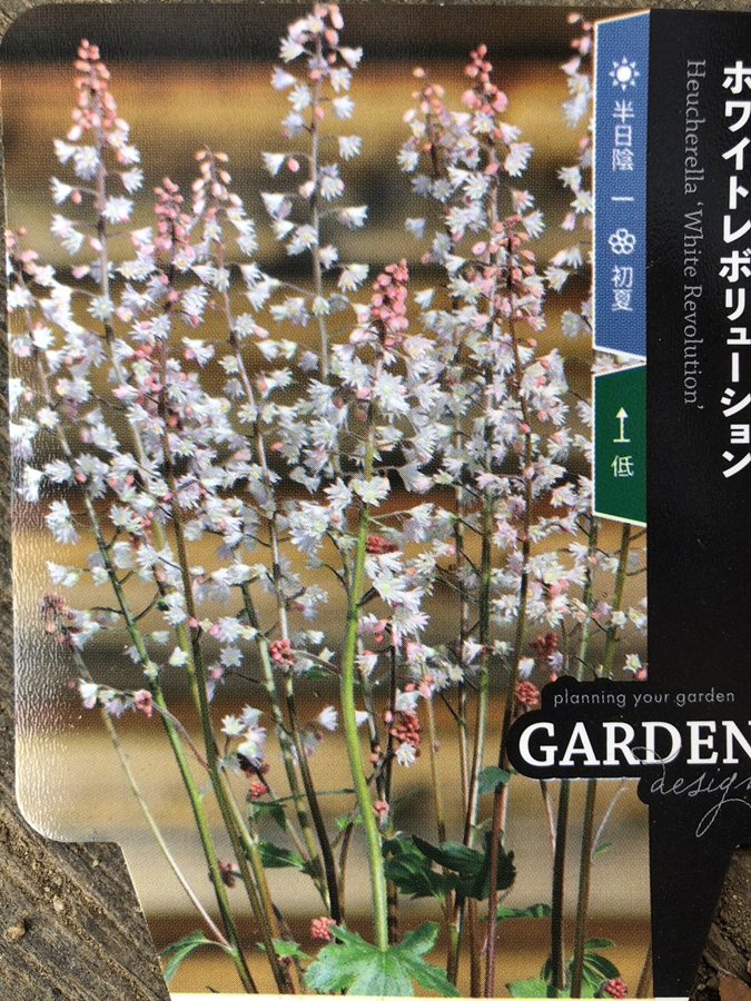 Rakuten - ヒューケラ　’ホワイトレボリューション’　 宿根草 　10.5cmポット