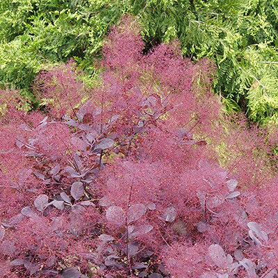 Smoke Tree Fuwary ‘Wine Craft Black’ 分類：ウルシ科ハグマノキ属/落葉性 学名：Cotinus coggygria タイプ：旧枝咲き 剪定期：原則不要 開花時期：初夏 樹高：約240〜300cm 樹幅：約180〜240cm 耐寒性：強（約-30℃まで）最低温度は目安としてください。管理方法や場所、株の状態によって表記より高い温度でも枯死する場合があります。 耐暑性：★★★★☆ 日照：日向、半日陰 スモークツリー フワリー ワインクラフトブラックは、深みのあるダークトーンの葉色が魅力のコンパクトなスモークツリーです。 煙のようにふんわり広がる花房とのコントラストが美しく、庭にシックで印象的な雰囲気を演出します。 従来のスモークツリーよりコンパクトにまとまりやすく、庭植えはもちろん、限られたスペースにも取り入れやすいのが特長です。 初夏にはやわらかな花穂が株を彩り、季節の移ろいとともに葉色の変化も楽しめます。 花房は切り花としても楽しめ、ナチュラルガーデンからモダンな庭まで幅広く活躍します。 【スモークツリー フワリー】 ふわふわと煙のように広がる花房と、美しい葉色のコントラストが魅力のスモークツリー フワリー。 従来のスモークツリーよりコンパクトにまとまりやすく、庭や鉢植えでも扱いやすいシュラブです。 初夏に咲くやわらかな花房は、庭をナチュラルで印象的に演出し、切り花としても楽しめます。 日なたから半日陰、排水性のよい土を好み、耐寒性にも優れるため、四季の変化を感じながら長く楽しめる品種です。 植え付け時やお花が終わった後に肥料を適量施すと効果的です。 ”バイオゴールドオリジナル（天然有機肥料）900g”が使いやすく、おすすめです。苗と同梱できます。※画像は苗のイメージです。お届けする商品ではありません。 お届けします苗は販売用のポットに入れていますので、できるだけ早めにお手持ちの植木鉢かお庭に植えつけることをお勧め致します。植え付ける際は根を痛めないようにお気をつけ下さい。鉢植えの場合の植え付け後の管理の仕方をご紹介いたしますので、参考にしてみてください。植付けの仕方や育て方、利用法などご不明な点がございましたら、お気軽にお問い合わせ下さい。 鉢植えの管理について 植え付けしたあと4〜5日は直射日光のあたらない涼しいところに置いて、毎朝水やりをしてください。その後は、日当たりのよいところに置いて、土が乾いて、葉が萎えてきたら、鉢の底から流れ出るくらい水をたっぷりあげてください。 葉の色が薄くなってきたら肥料分が少なくなってきているサインですので、肥料をあげてください。 ハーブは比較的、乾燥気味を好みますので、水のやりすぎに注意してください。 花が開いているときは、花にかからないよう根元に 花に水がかかってしまうと、花の寿命が短くなります。つぼみのまま腐ったり、灰色カビ病の原因になることもありますから。なんとなく見覚えのあるという人もいるのではないでしょうか？ 大きな葉ものは、水が根元まで届いているかな？ 葉の大きいものやよく茂っているときは、葉を伝って水が外に流れるので、株の上からかけないで、ジョウロの口をはずして根元にあげてください。 受け皿にたまった水は根腐れの原因！ 受け皿に水がたまっていると、毛細管現象で水が鉢の中にあがってきます。長時間土が湿っていると、根腐れを起こす原因になります。受け皿の水は捨ててください。 葉水は霧吹きで 乾燥を嫌う植物には、霧吹きで葉水を与えます。そうでないものでも、暖房などで部屋が乾燥していたら、霧水をしてあげて空中湿度を高めます。