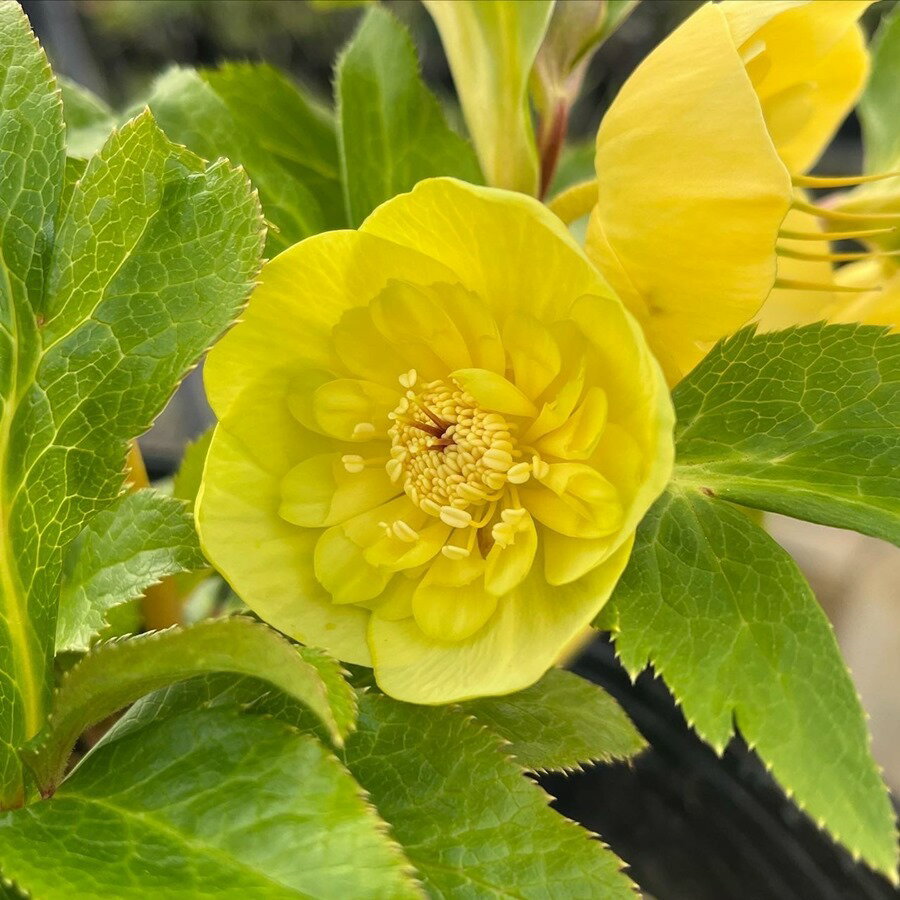 クリスマスローズ ウィンターシンフォニーシリーズ：オーレア系ミックス　セミダブル・ダブルミックス..