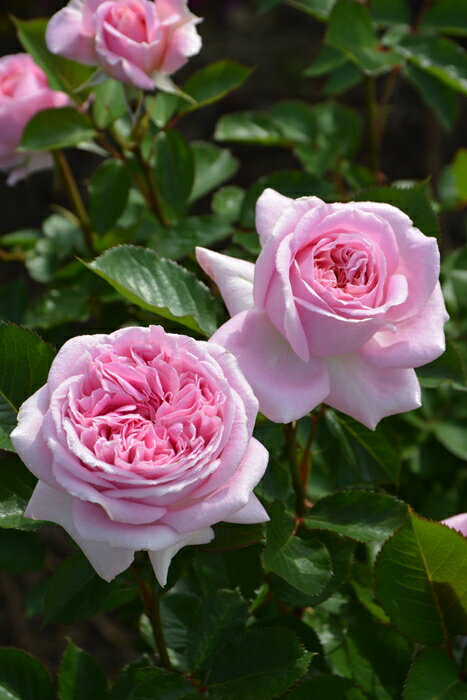 メアリー・レノックス（大苗予約）7号鉢植え 四季咲き ロサ・オリエンティス プログレッシオシリーズ ..