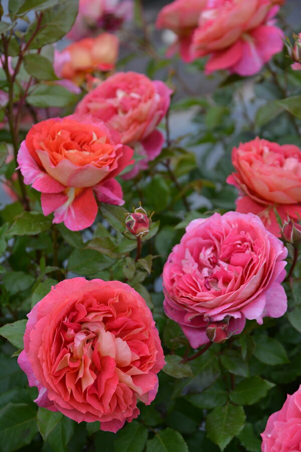 アルゴノーツ（大苗予約）7号鉢植え バラ苗 《農林水産省 登録品種》 四季咲き ロサ・オリエンティス プログレッシオシリーズ