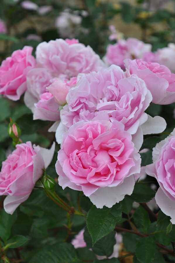 ピクシー（大苗予約）7号鉢植え バラ苗 《農林水産省 登録品種》 四季咲き ロサ・オリエンティス プログレッシオシリーズ