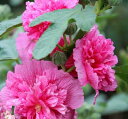 アルセア（ホリホック）　タチアオイ（立葵）　宿根草　ダブル（八重咲き）　ピンク