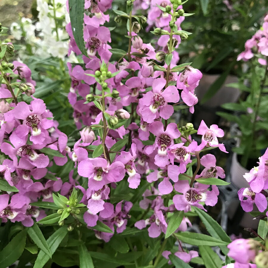 上アンゲロニア セレナ 最高の花の画像